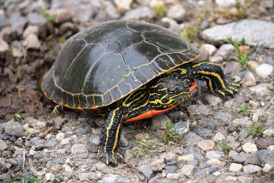 A turtle with a dark shell and yellow stripe markings on its head and limbs, moving on rocky ground.