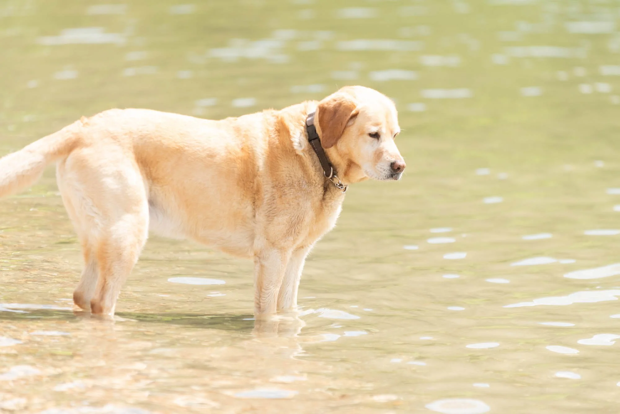 A yellow Labrador retriever dog standing in shallow water at the edge of a lake or river, looking calmly to the right with eyes partially closed, wearing a collar.