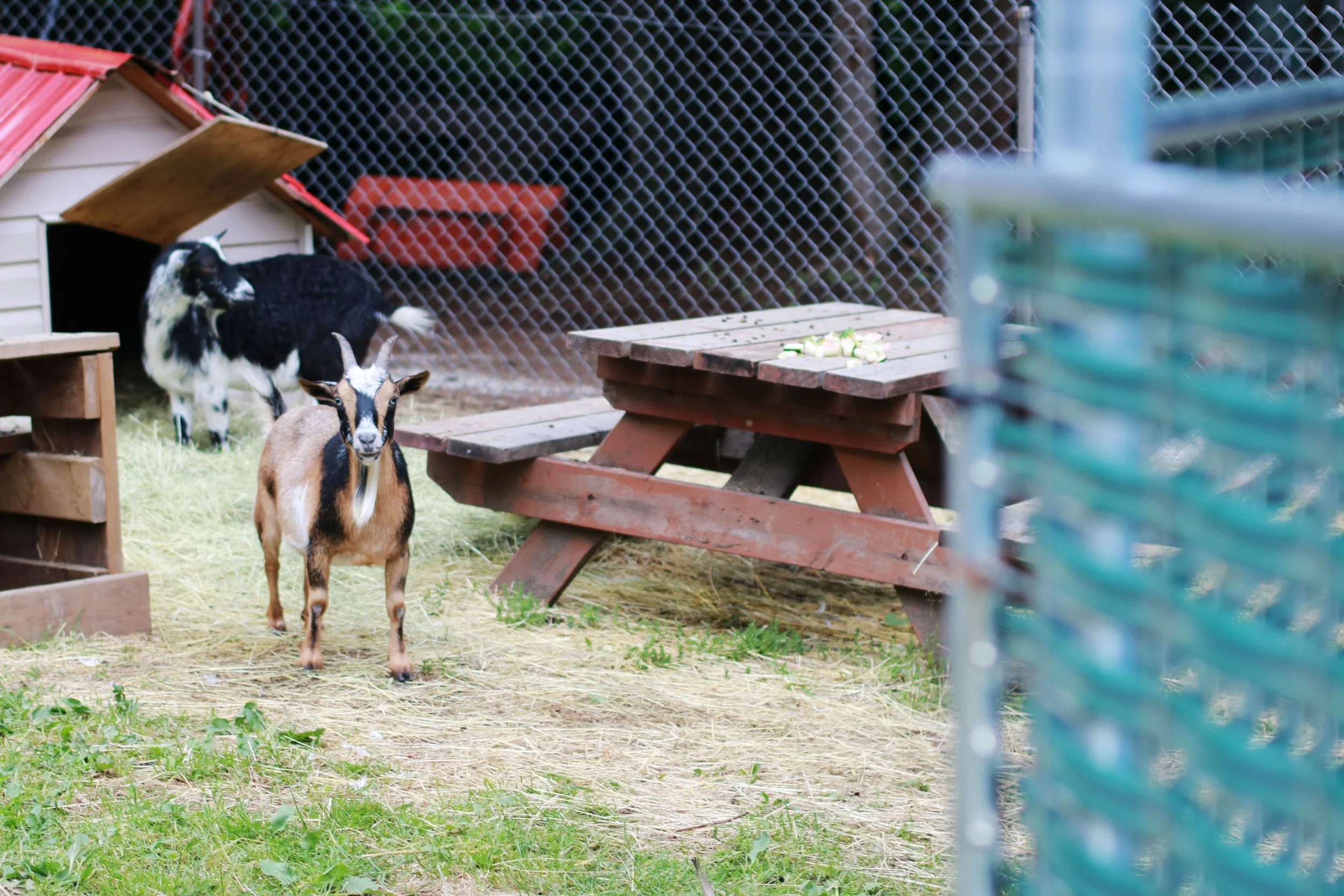 A small goat standing on grass next to a black and white goat inside a fenced animal enclosure with a wood and metal shelter in the background and a picnic table with cut vegetables on top.
