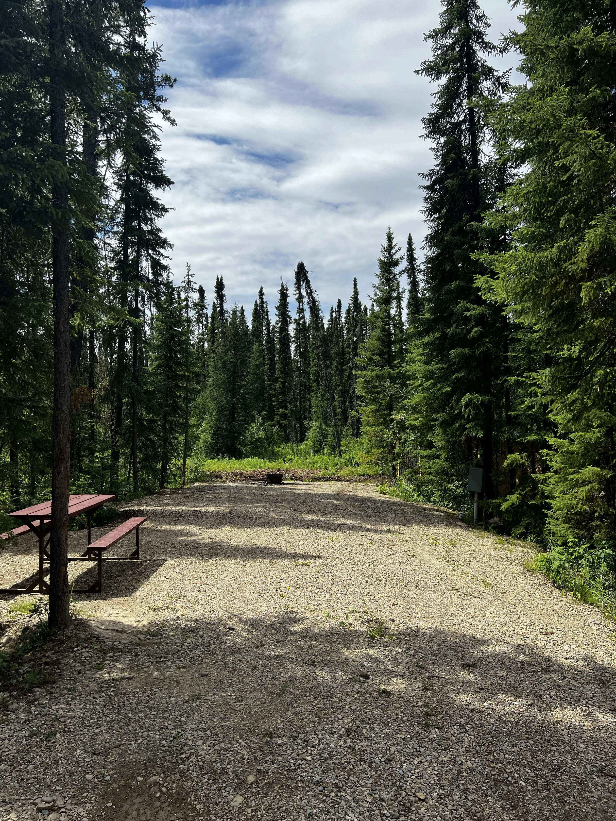 A gravel clearing surrounded by tall pine trees under a partly cloudy sky.