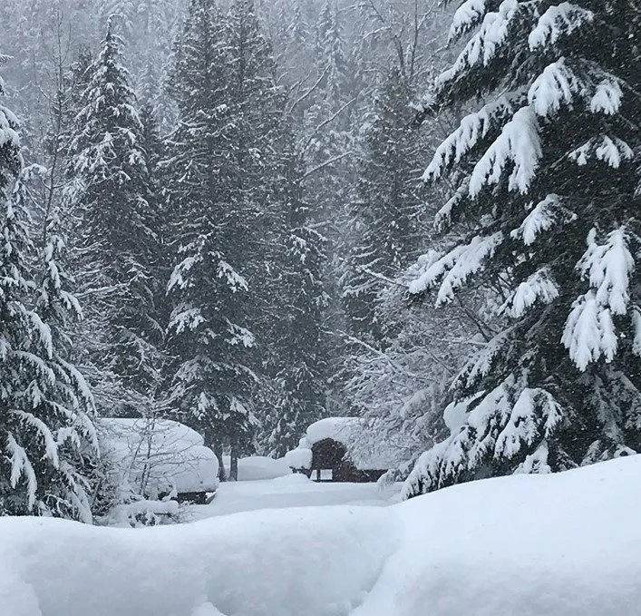 Snow-covered trees and a house in a winter forest