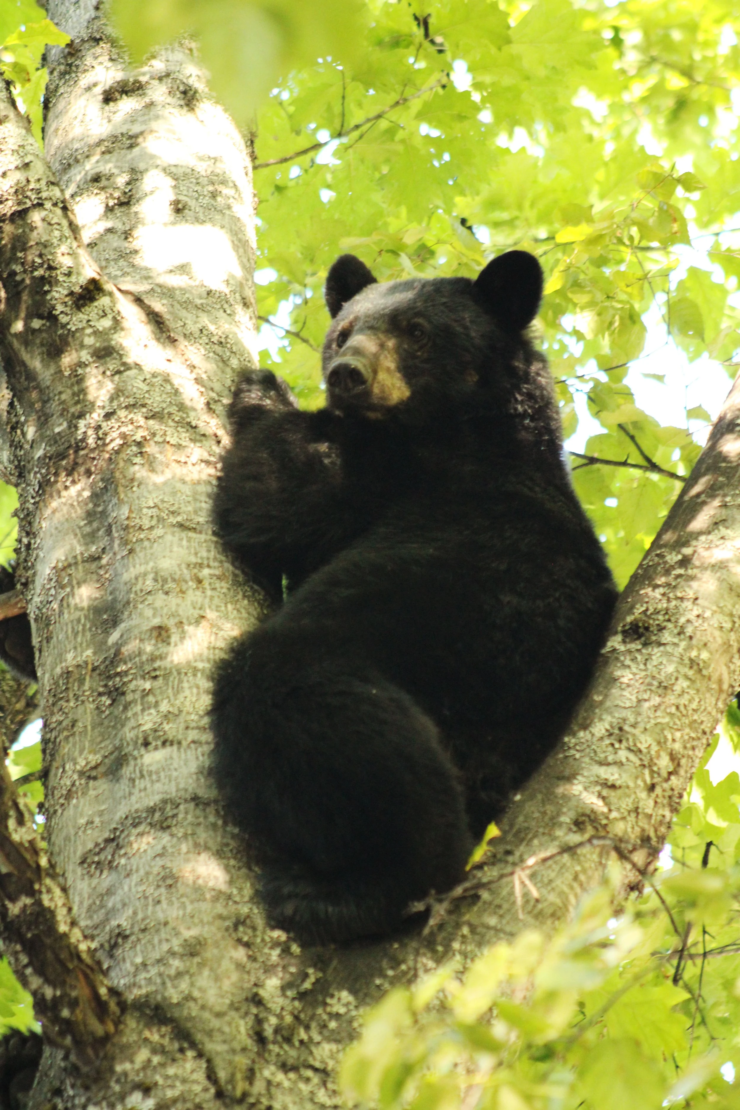 A black bear climbing a tree surrounded by green leaves.