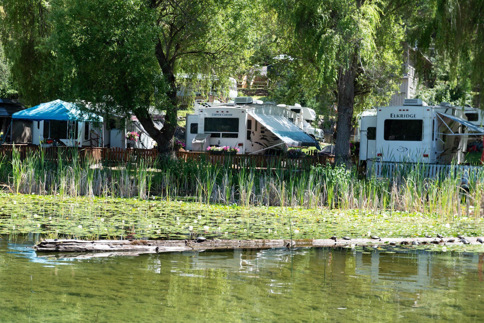 A small pond with duckweed and lily pads in the foreground, with a row of recreational vehicles (RVs) parked behind trees and a wooden fence in the background.