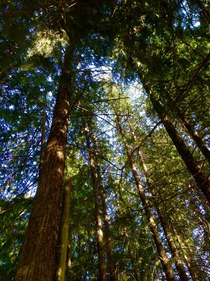 Looking up at tall trees in a forest with sunlight filtering through the green canopy.