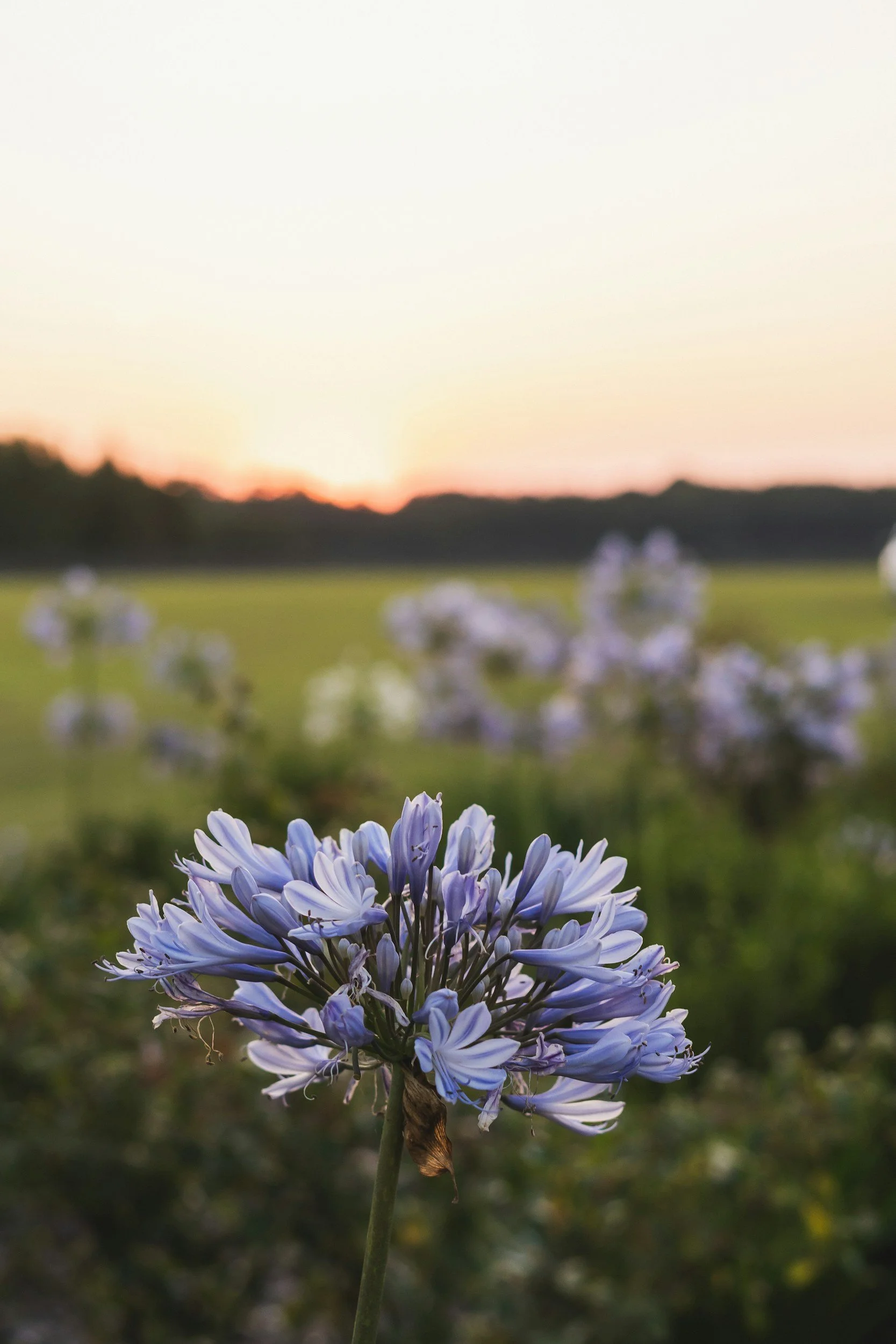 Close-up of a purple and white-flowered plant in a field at sunset, with blurred grass and distant trees in the background.
