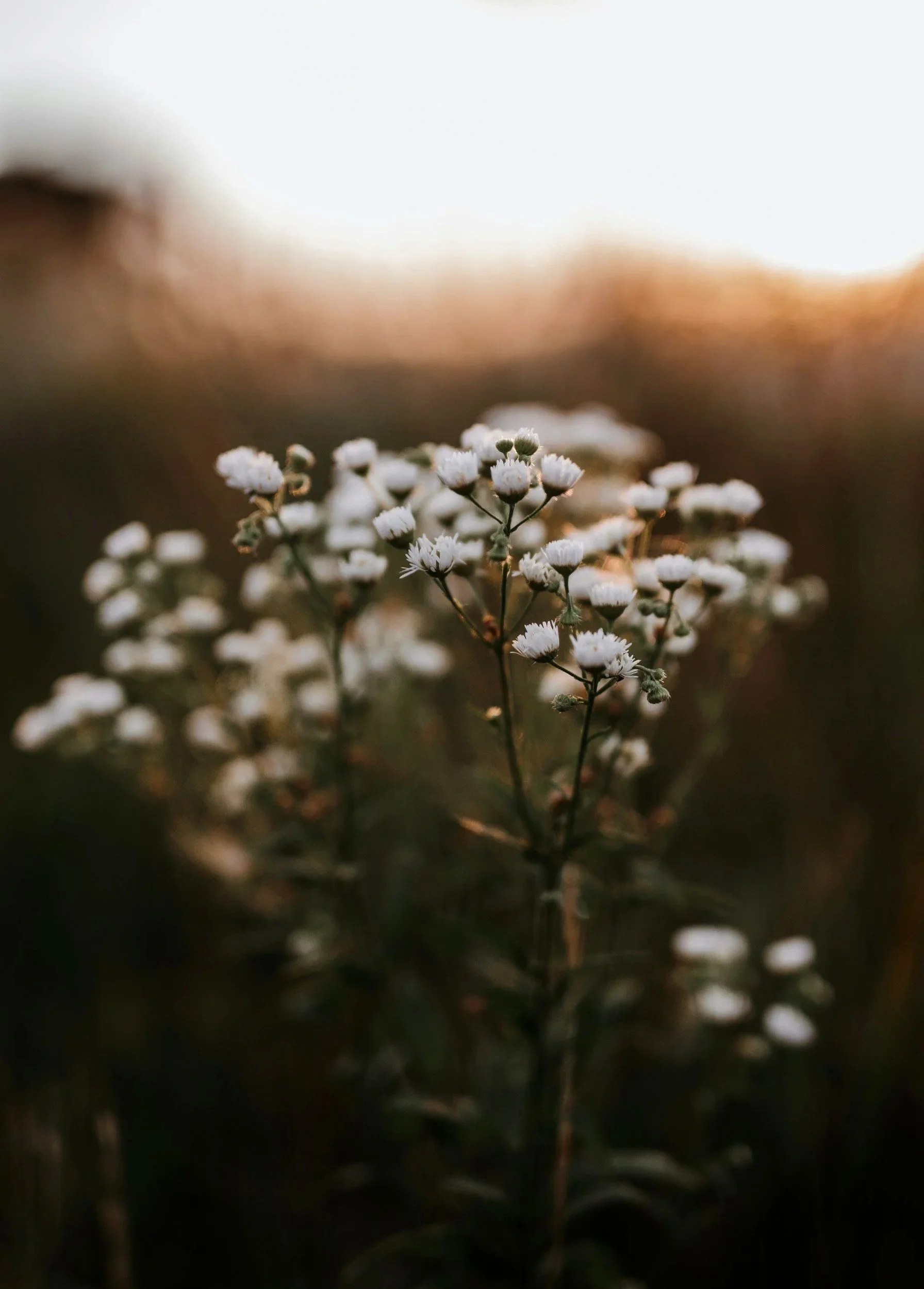 Close-up of small white wildflowers against blurred background, possibly during sunset or sunrise.