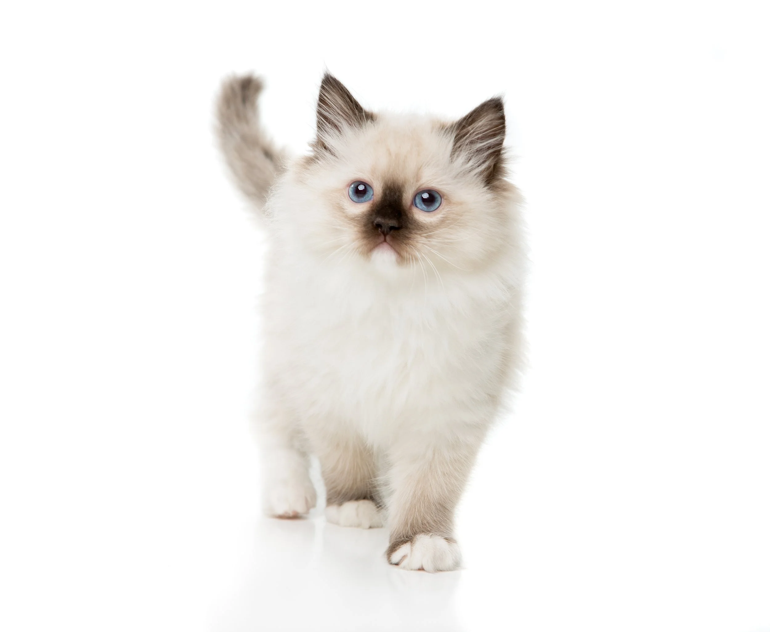 Cat representing professional missing cat poster design for lost pets