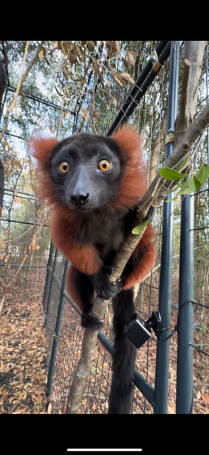 A black and brown lemur clinging to a tree branch in a zoo enclosure.