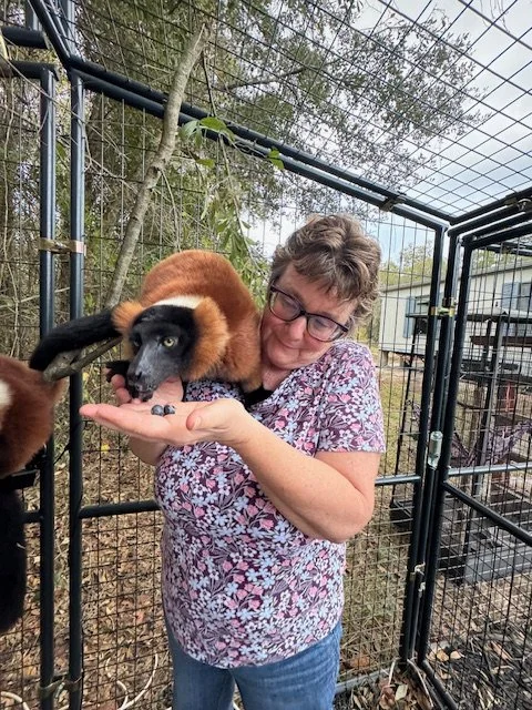 Hand feeding Red Ruffed Lemur during private exotic animal tour in north florida