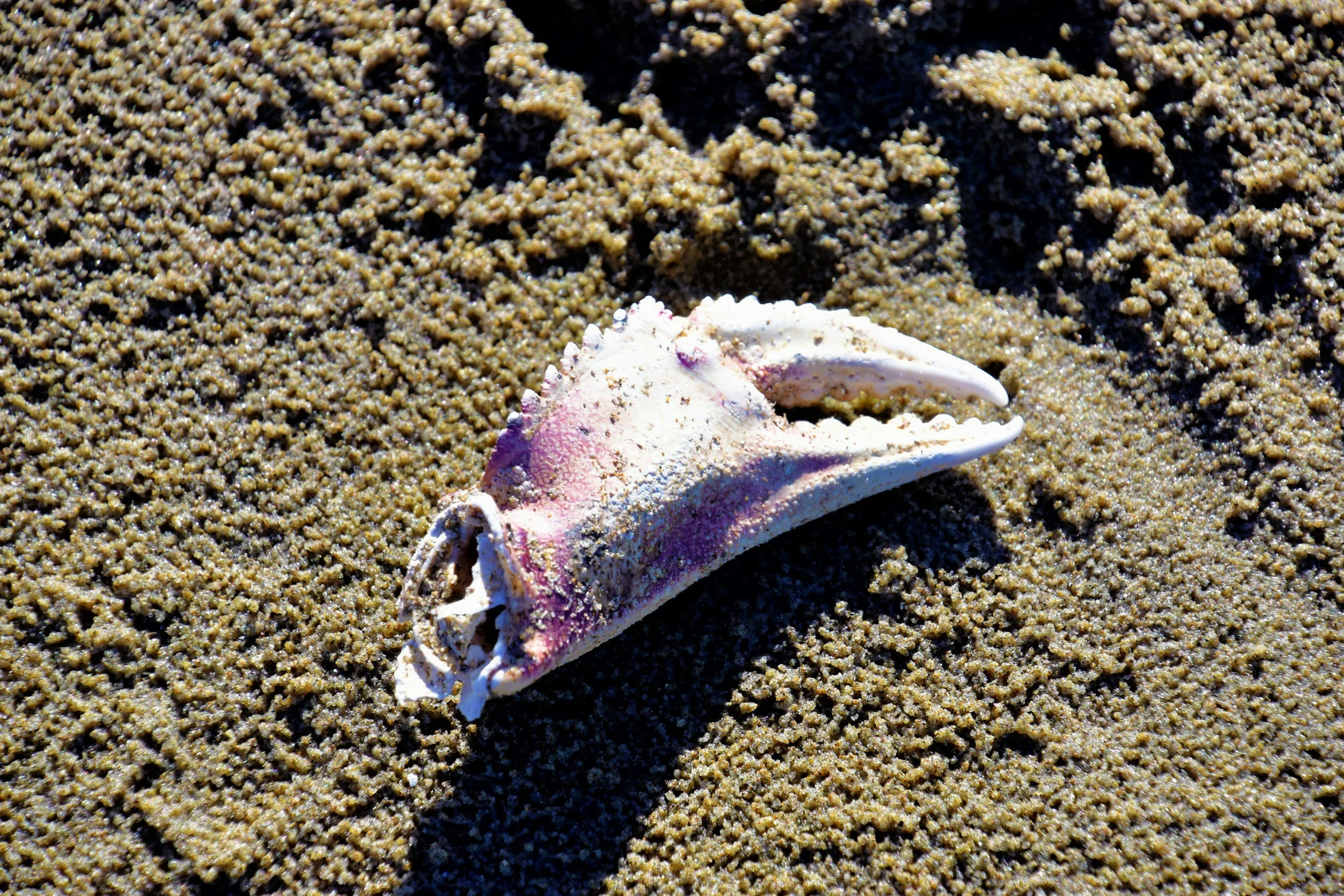 Coastal escape on the Oregon Coast