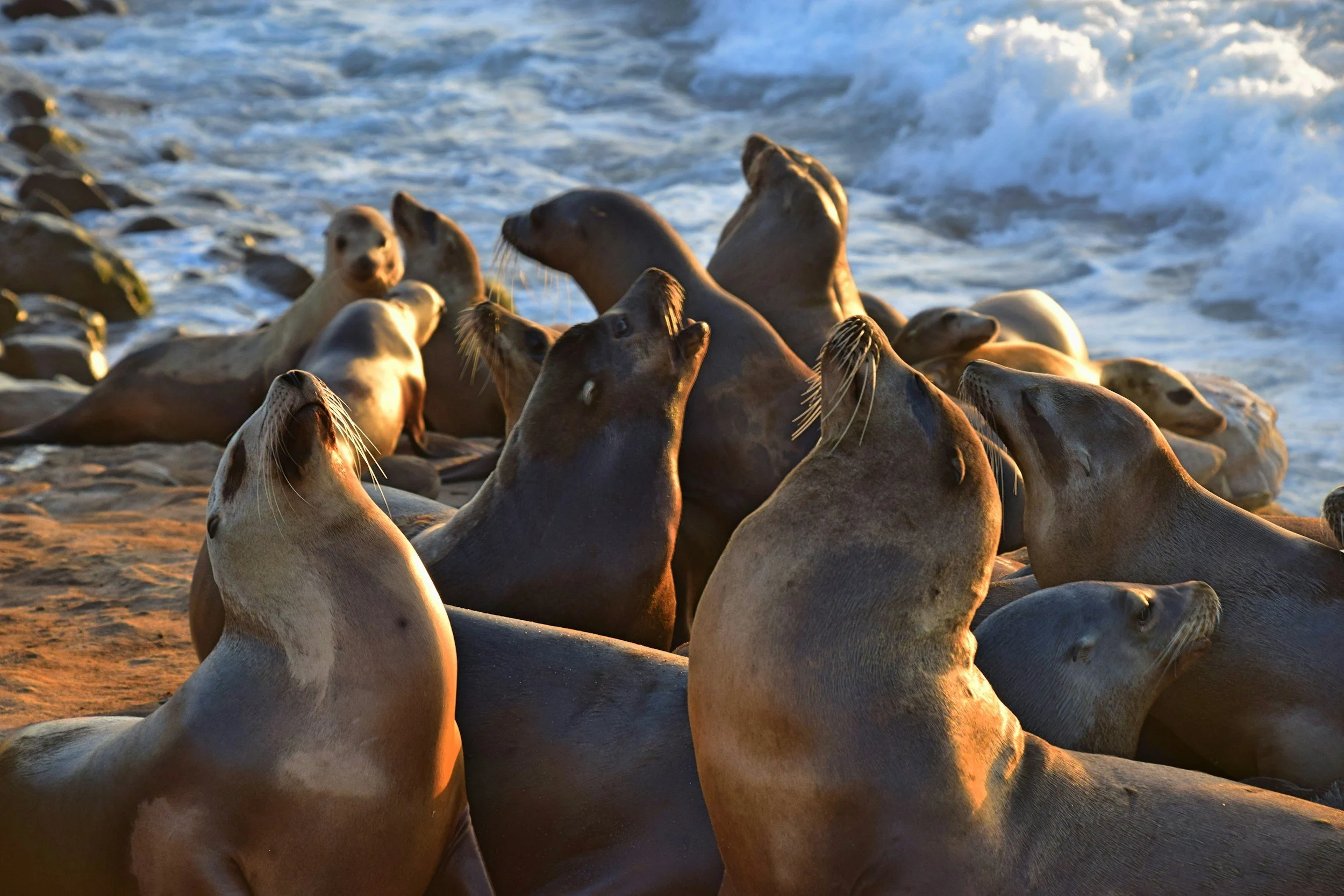 Oregon sea lion caves
