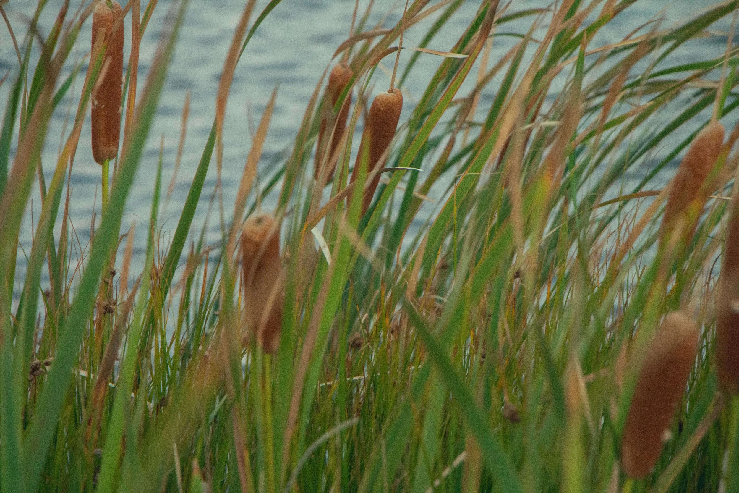 Close-up of cattails growing near a body of water.