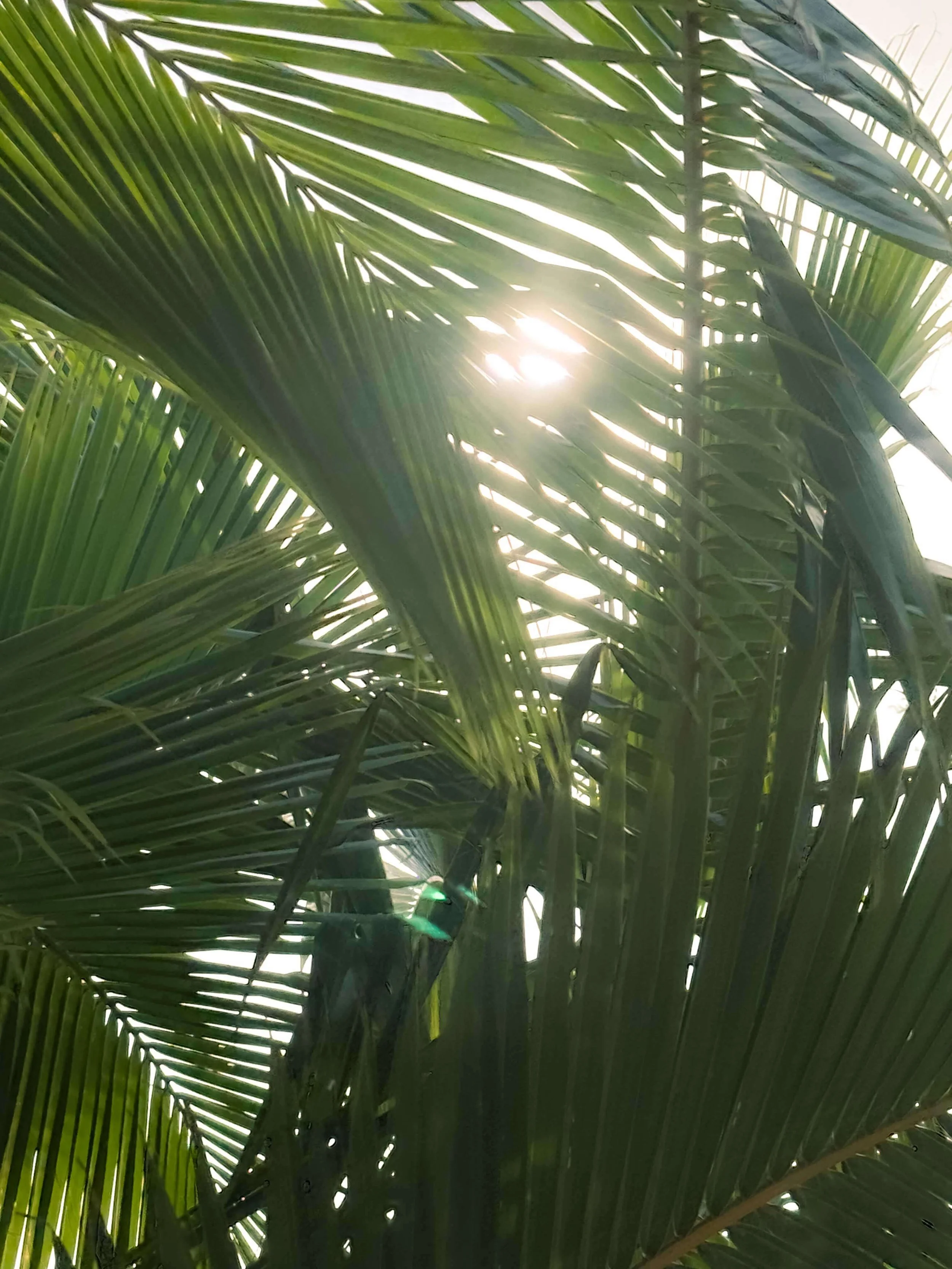 Sunlight shining through green palm leaves.