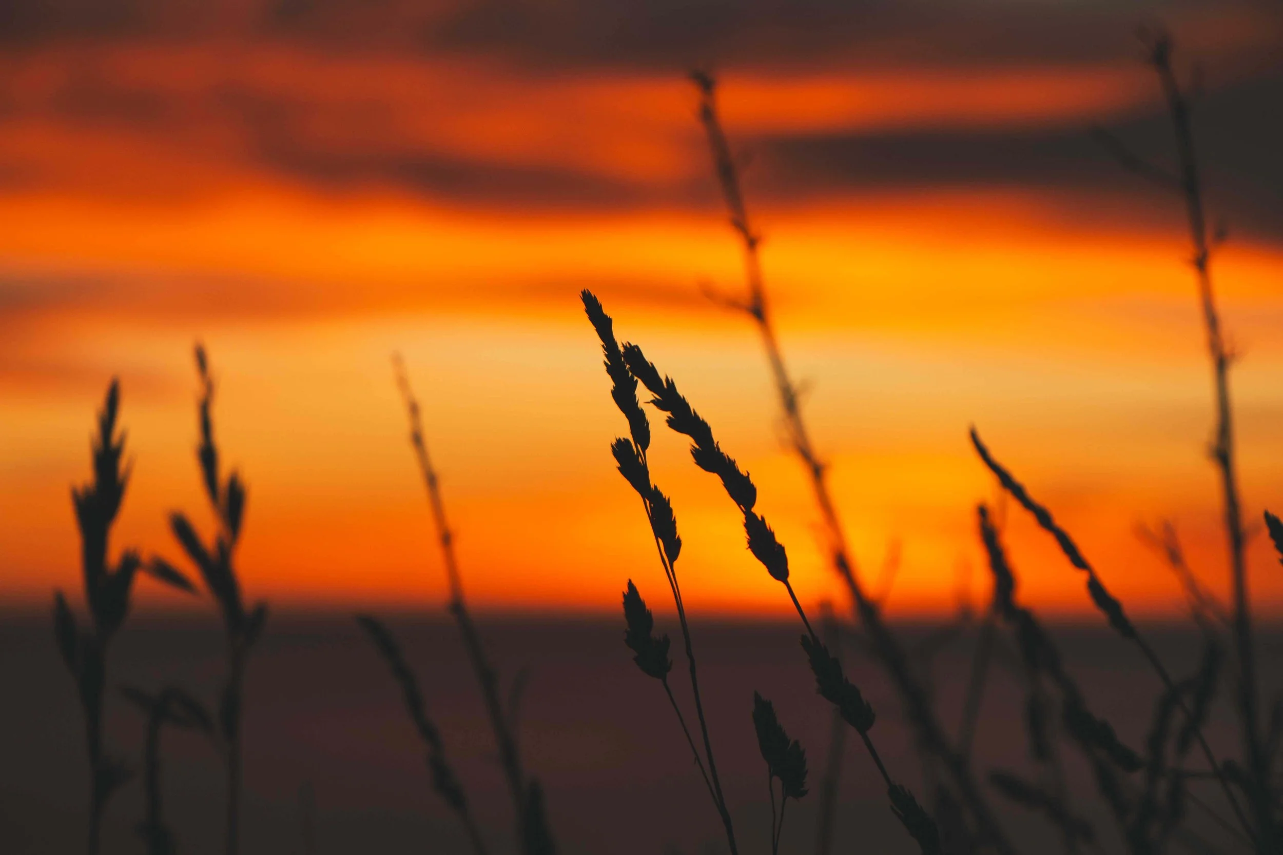 Silhouetted grass plants against a vibrant orange and purple sunset sky.