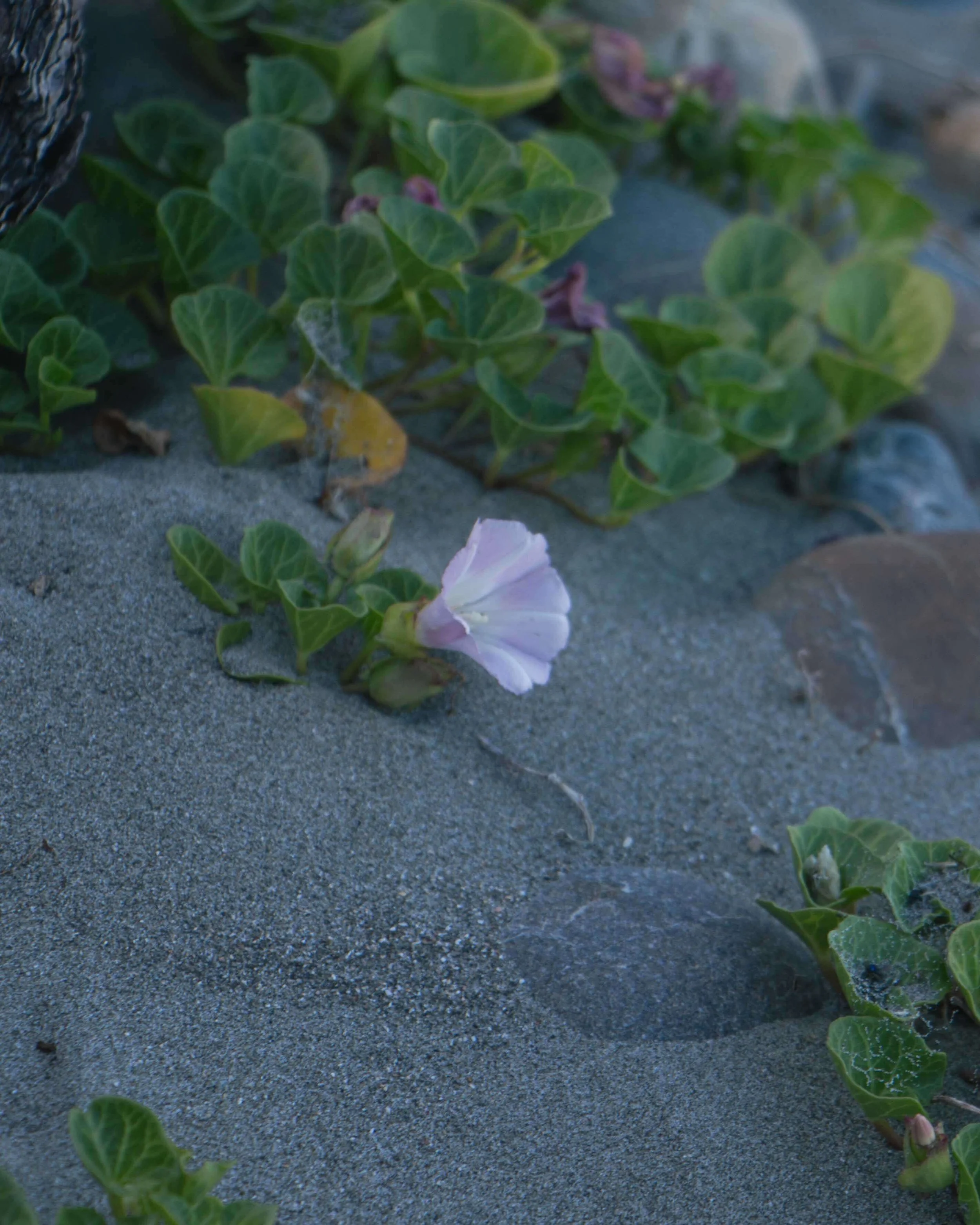 A pink and white morning glory flower growing on sandy ground surrounded by green leaves.