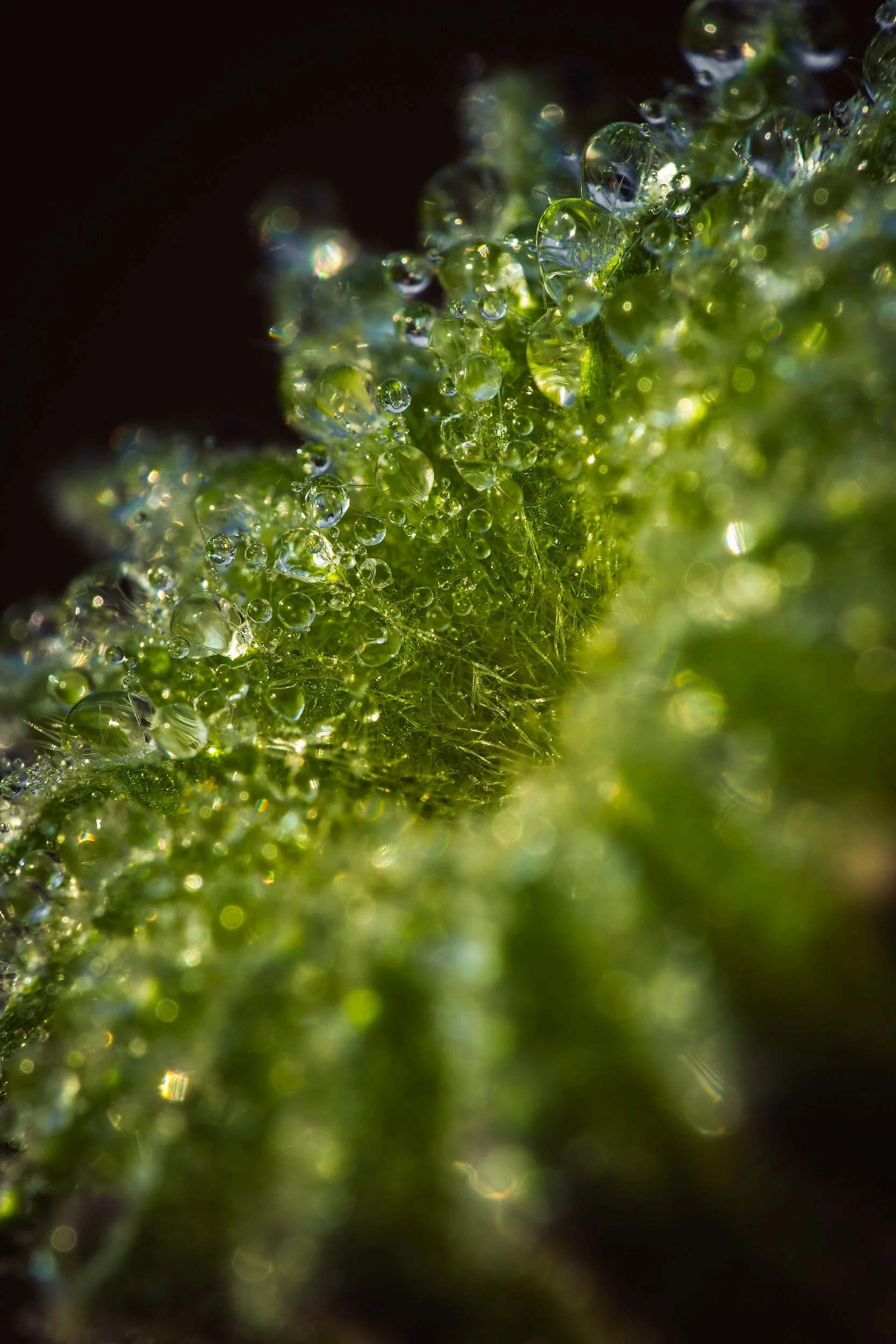 Close-up macro shot of a green plant with tiny water droplets on its surface, illuminated to show detailed texture and reflections.