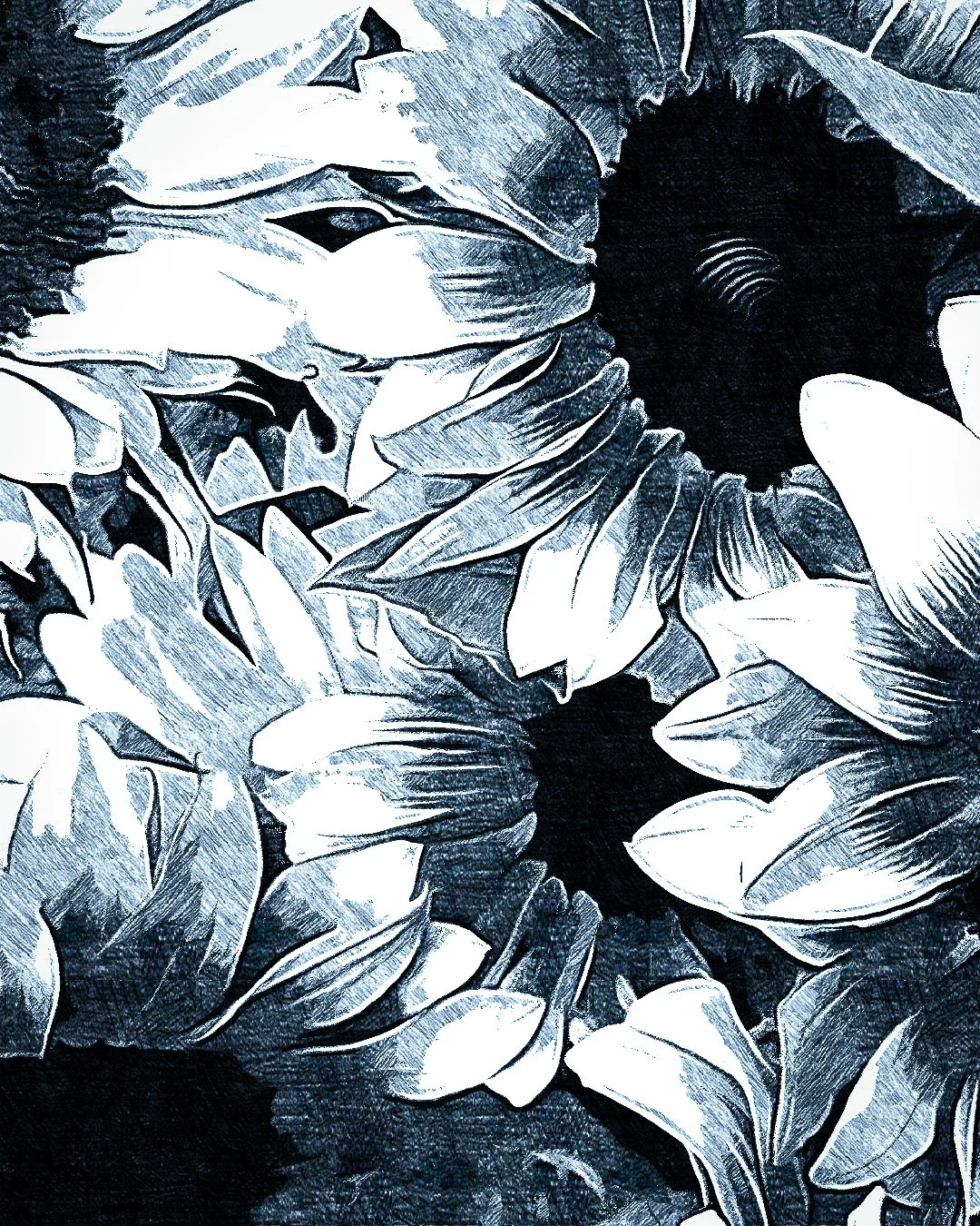B/W Sunflowers