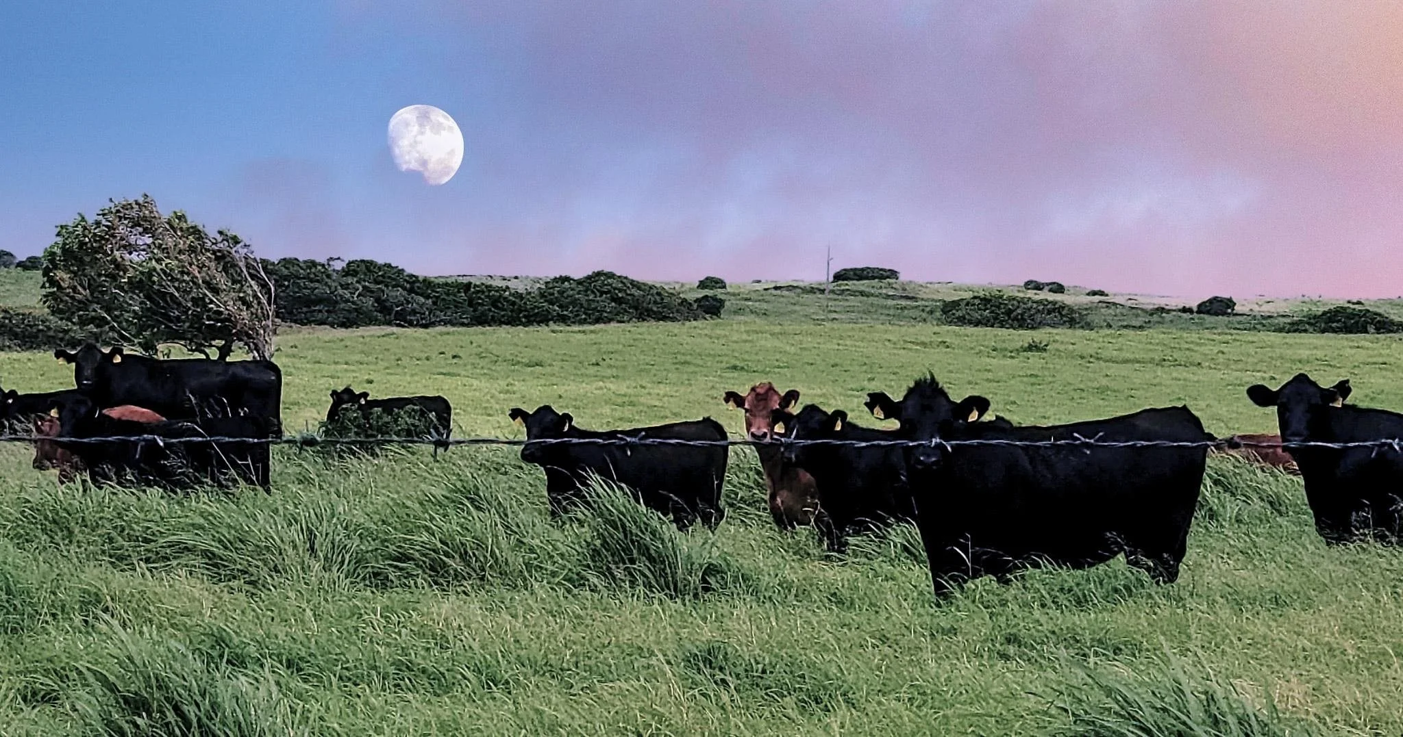 Kona Cows