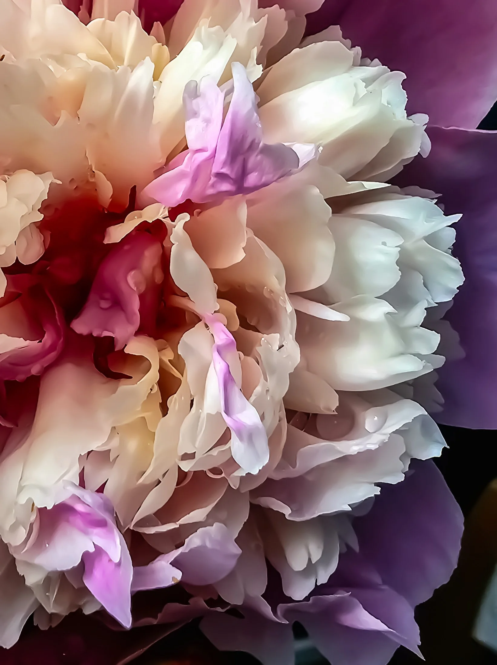 Pink Peony