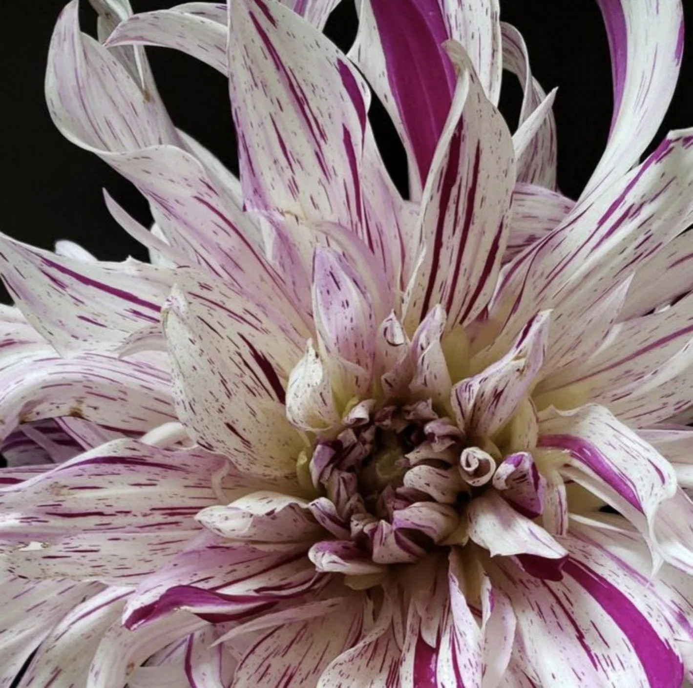 Purple Dahlia