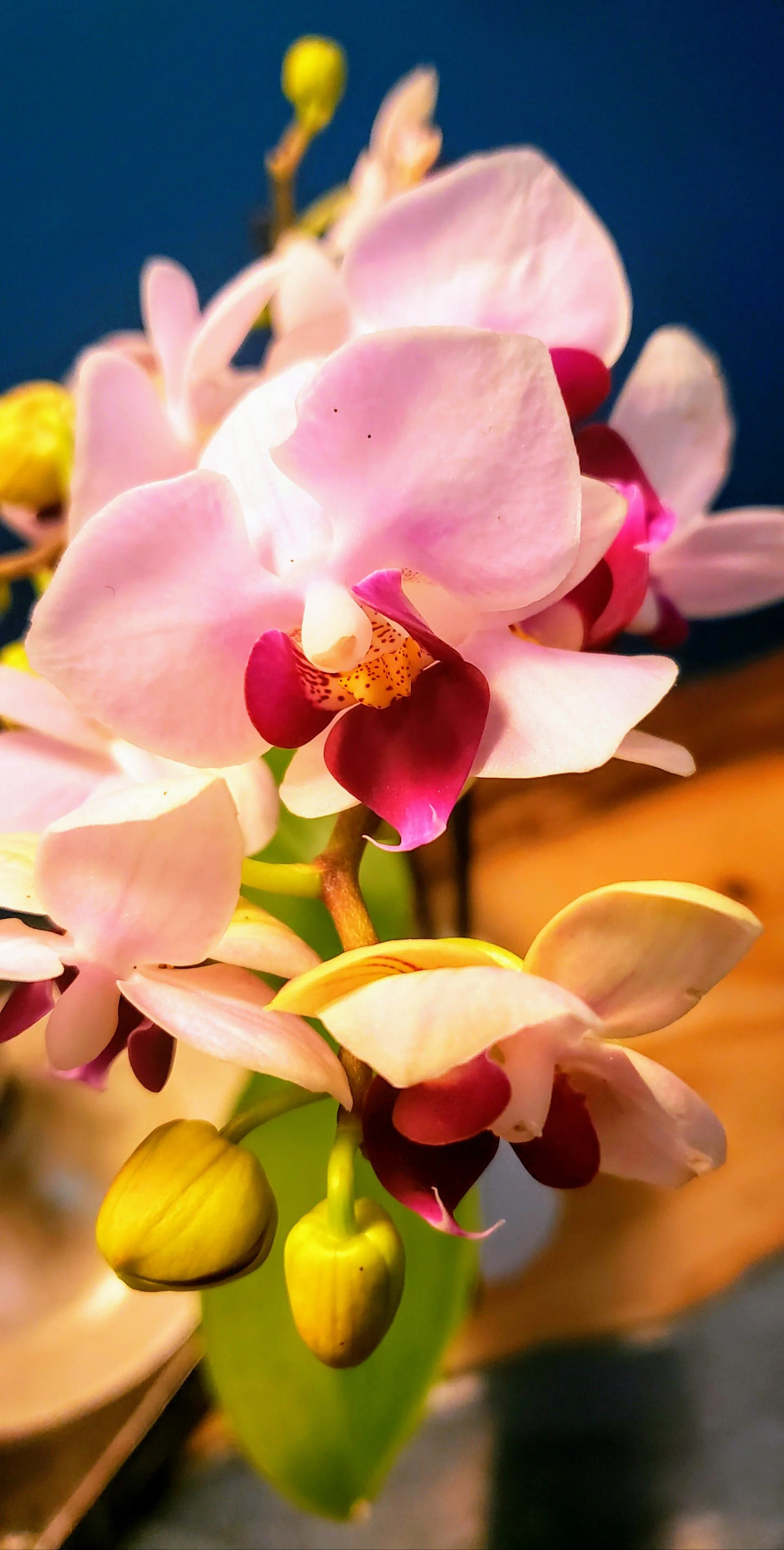 Orchid