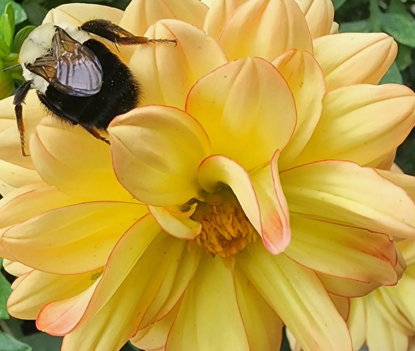 Yellow Dahlia
