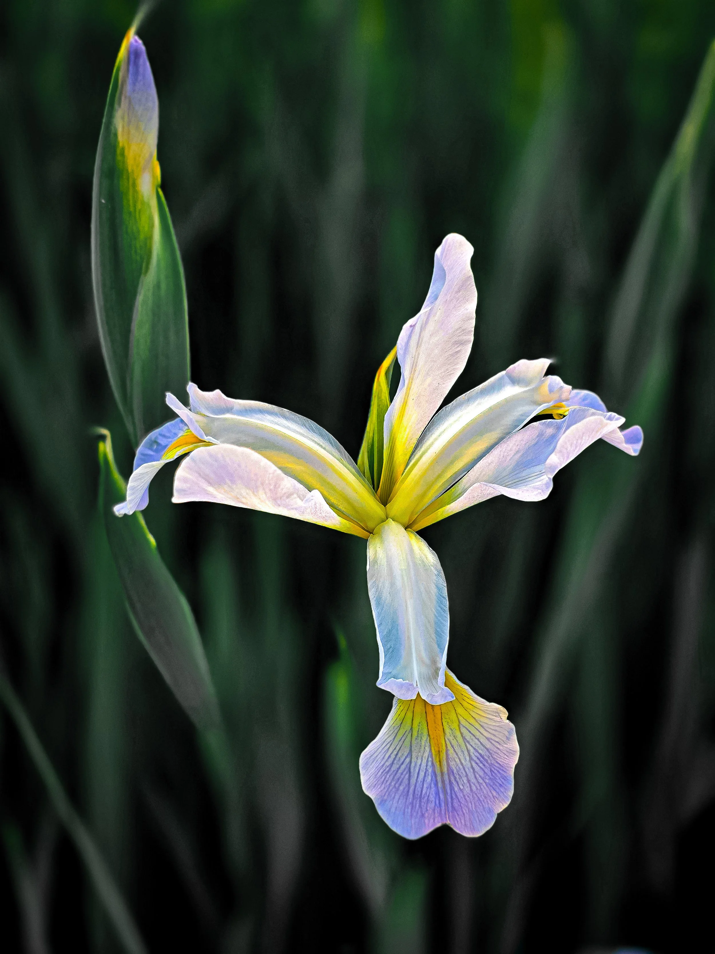 Antique Japanese Iris