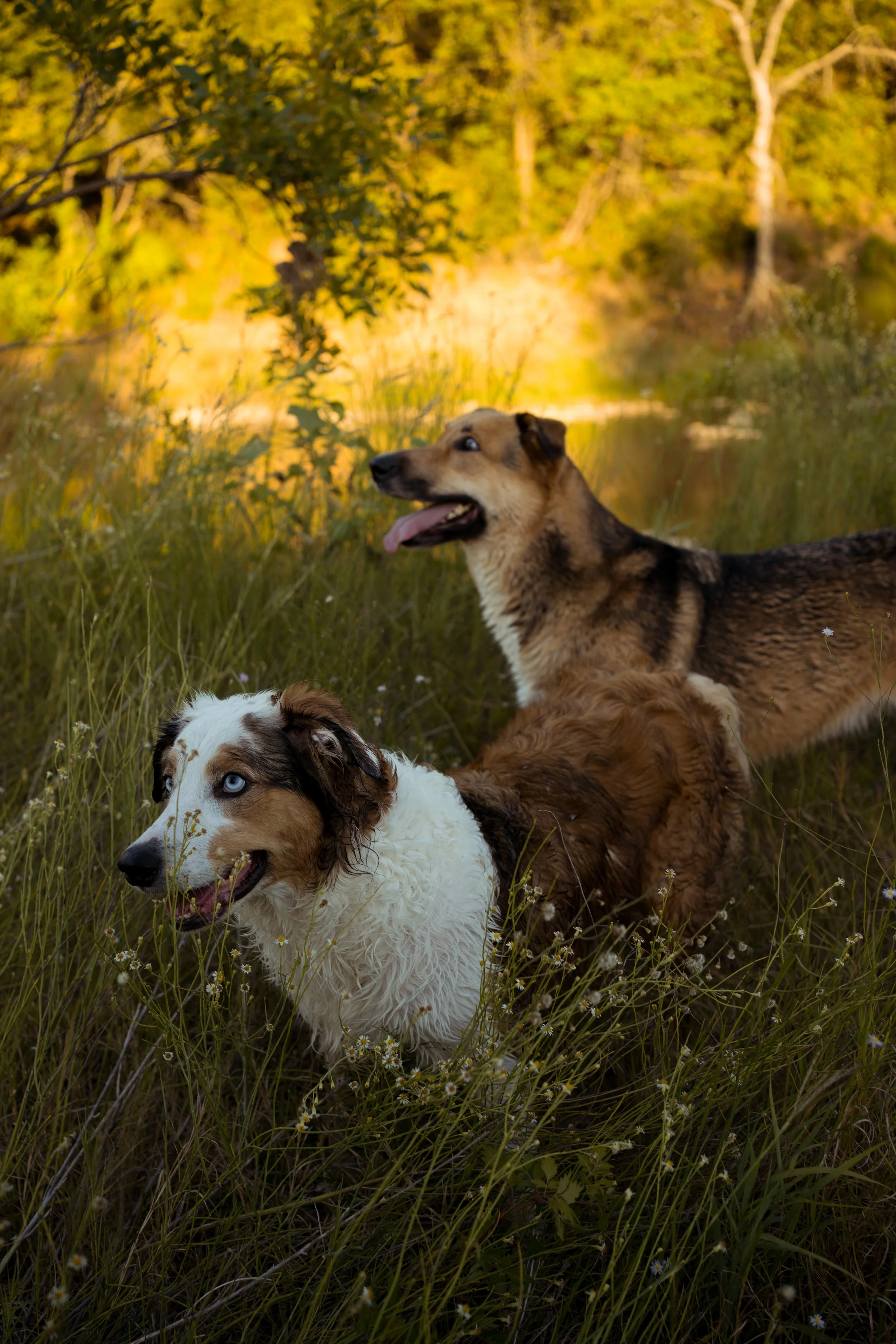 A warm, candid moment in Rainbow, Texas, capturing the couple’s dogs as part of their story and everyday life.