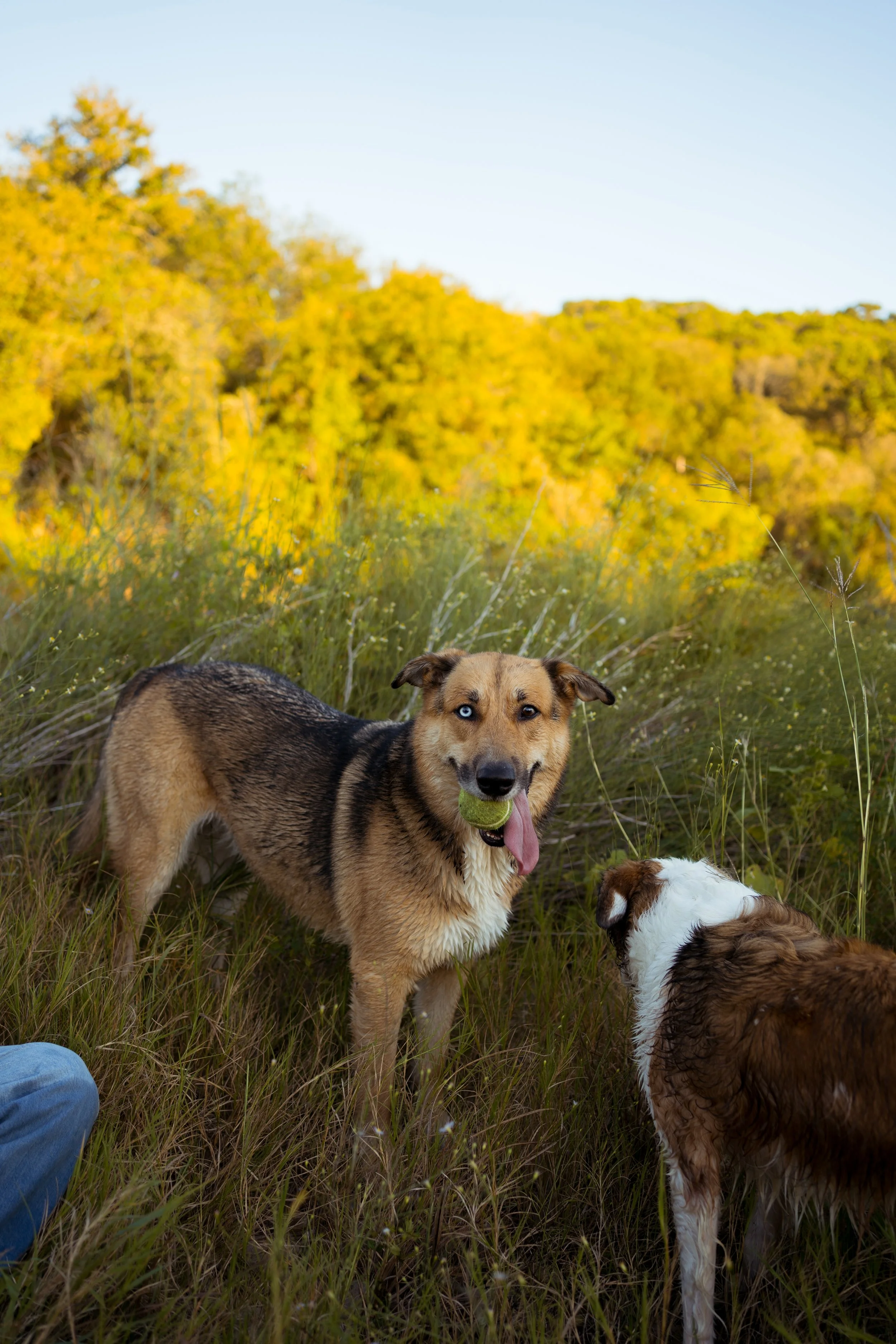A warm and candid moment in Rainbow, TX, capturing the couple’s dogs as part of their growing family story.