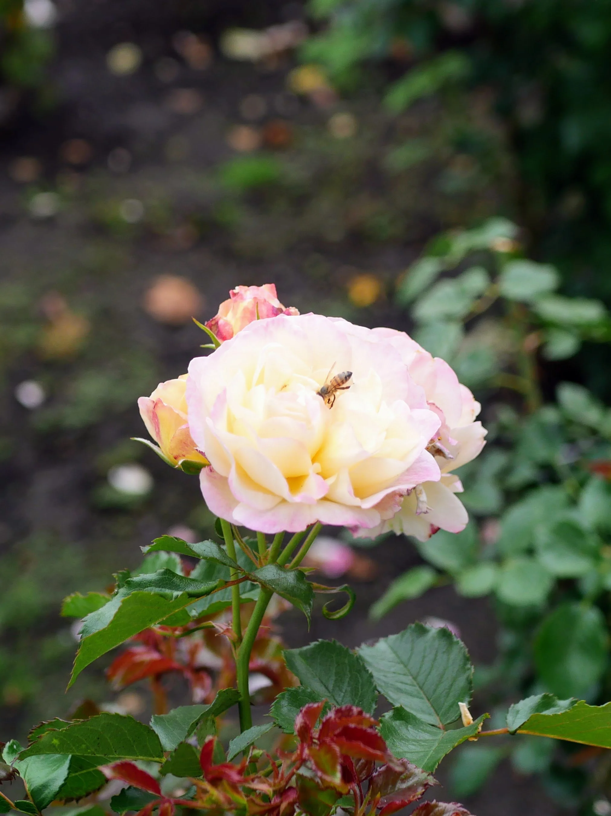 Close-up of a cream-colored rose with pink accents on a green stem, a bee flying near the flower, and blurred green foliage in the background.