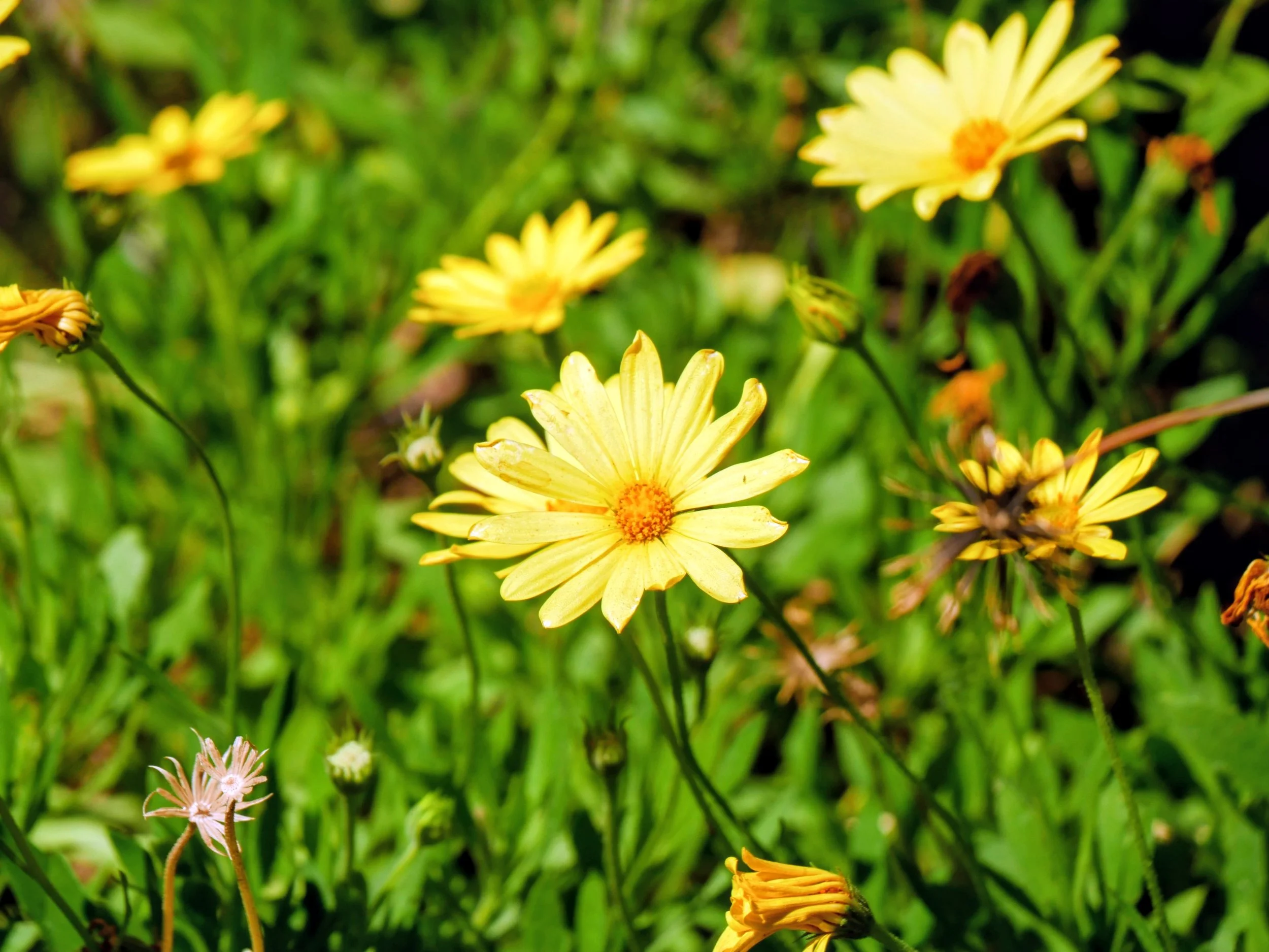 Yellow flowers blooming in a garden with green grass.