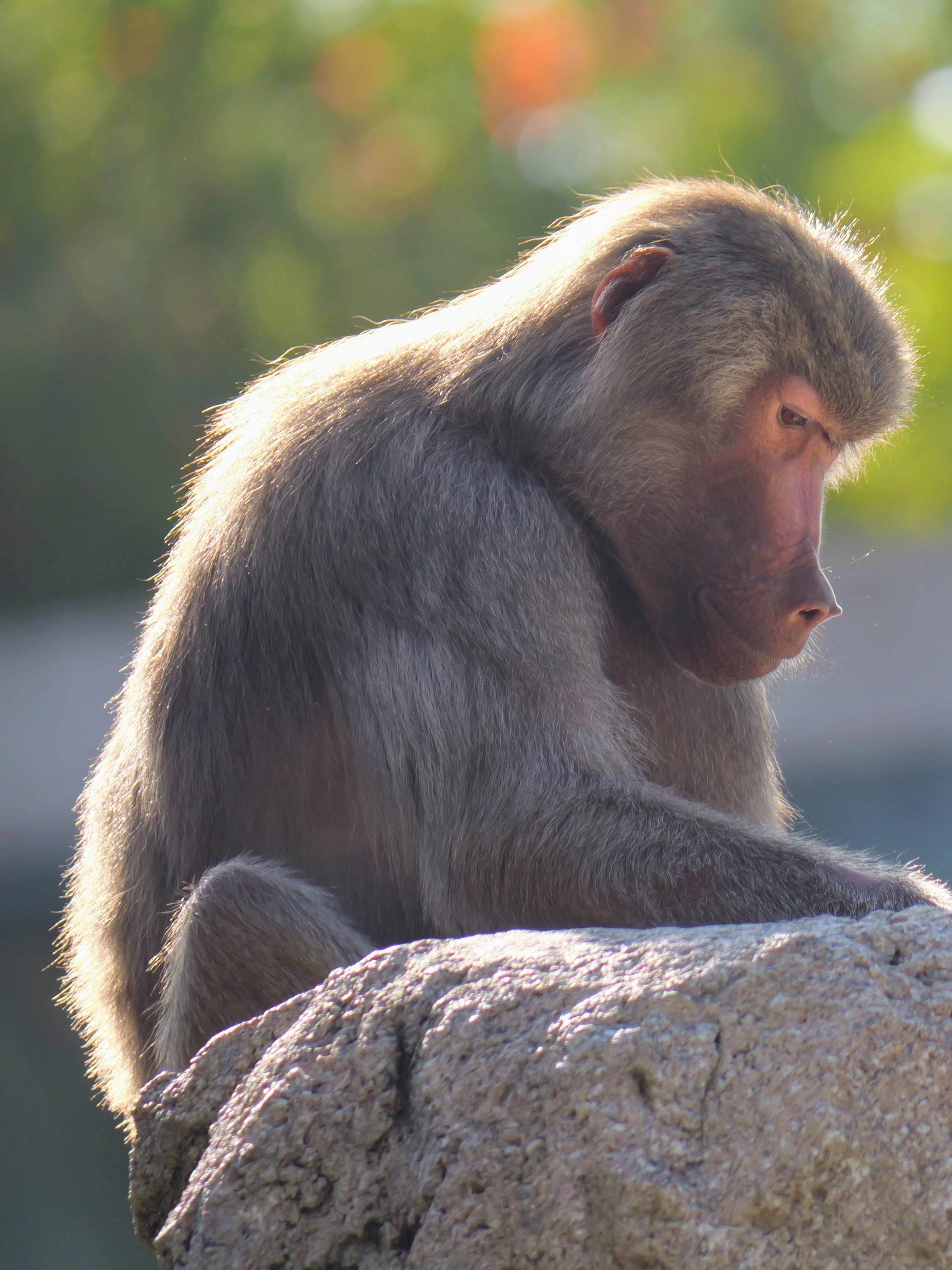 A baboon sitting on a rock, looking down with a contemplative expression, with a blurred green and orange background.