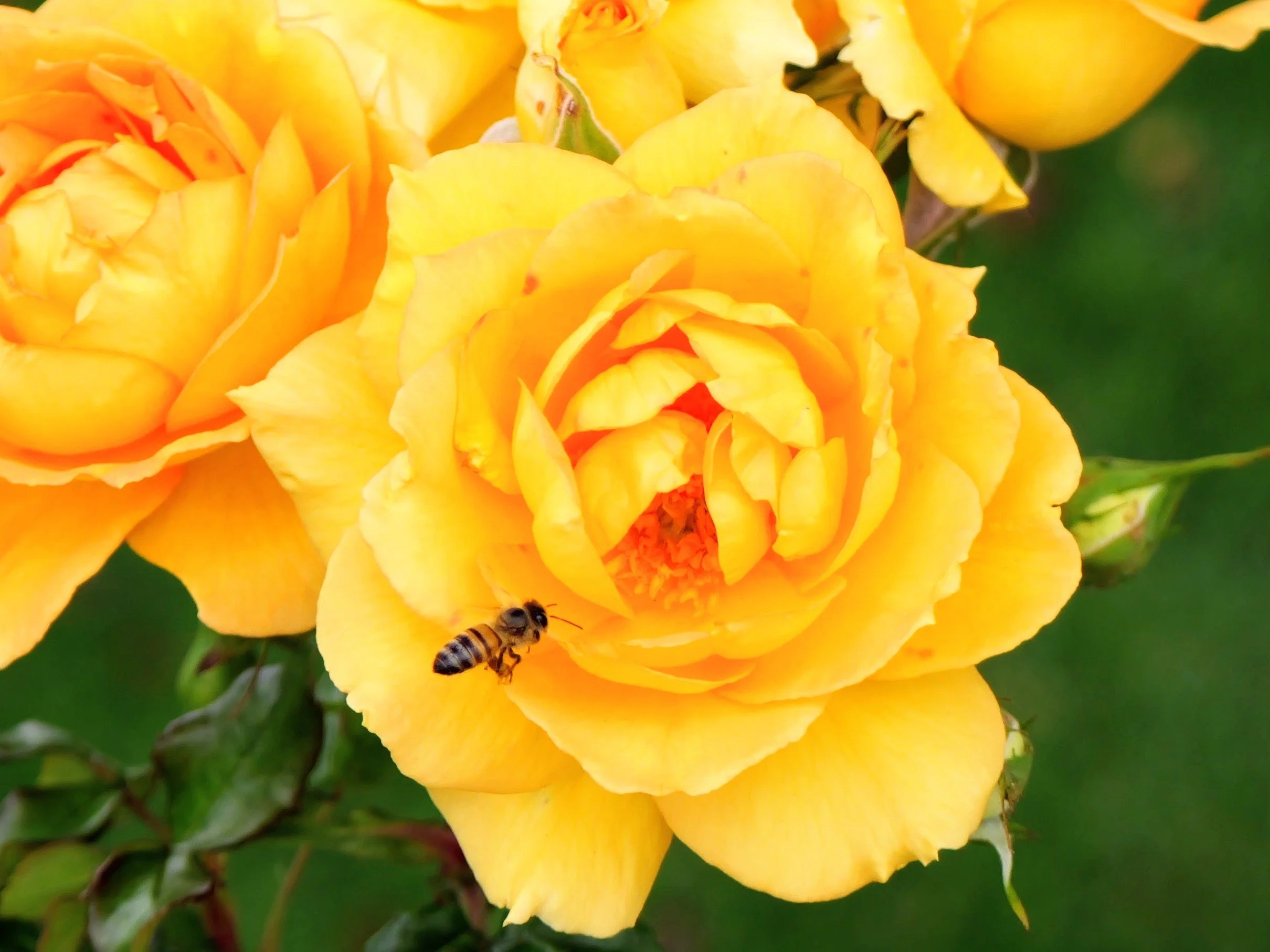 Close-up of a vibrant yellow rose with a honeybee collecting nectar from its petals.