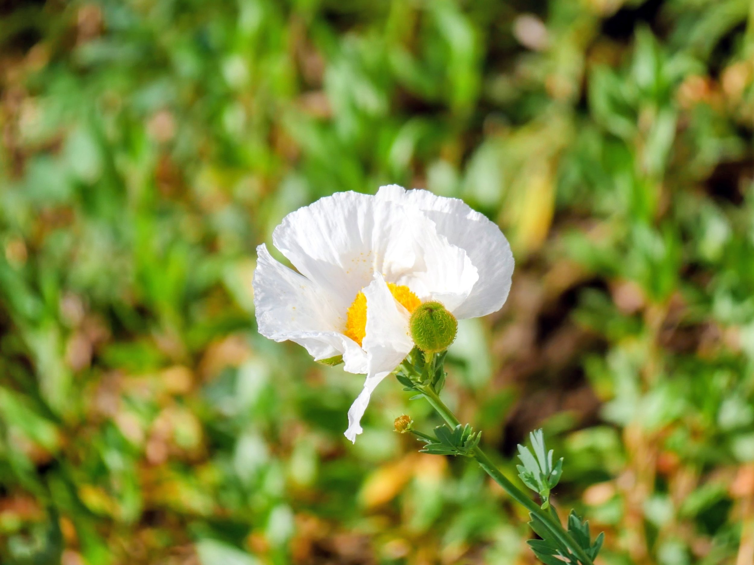 A white flower with yellow stamen in focus, green foliage and blurred background.