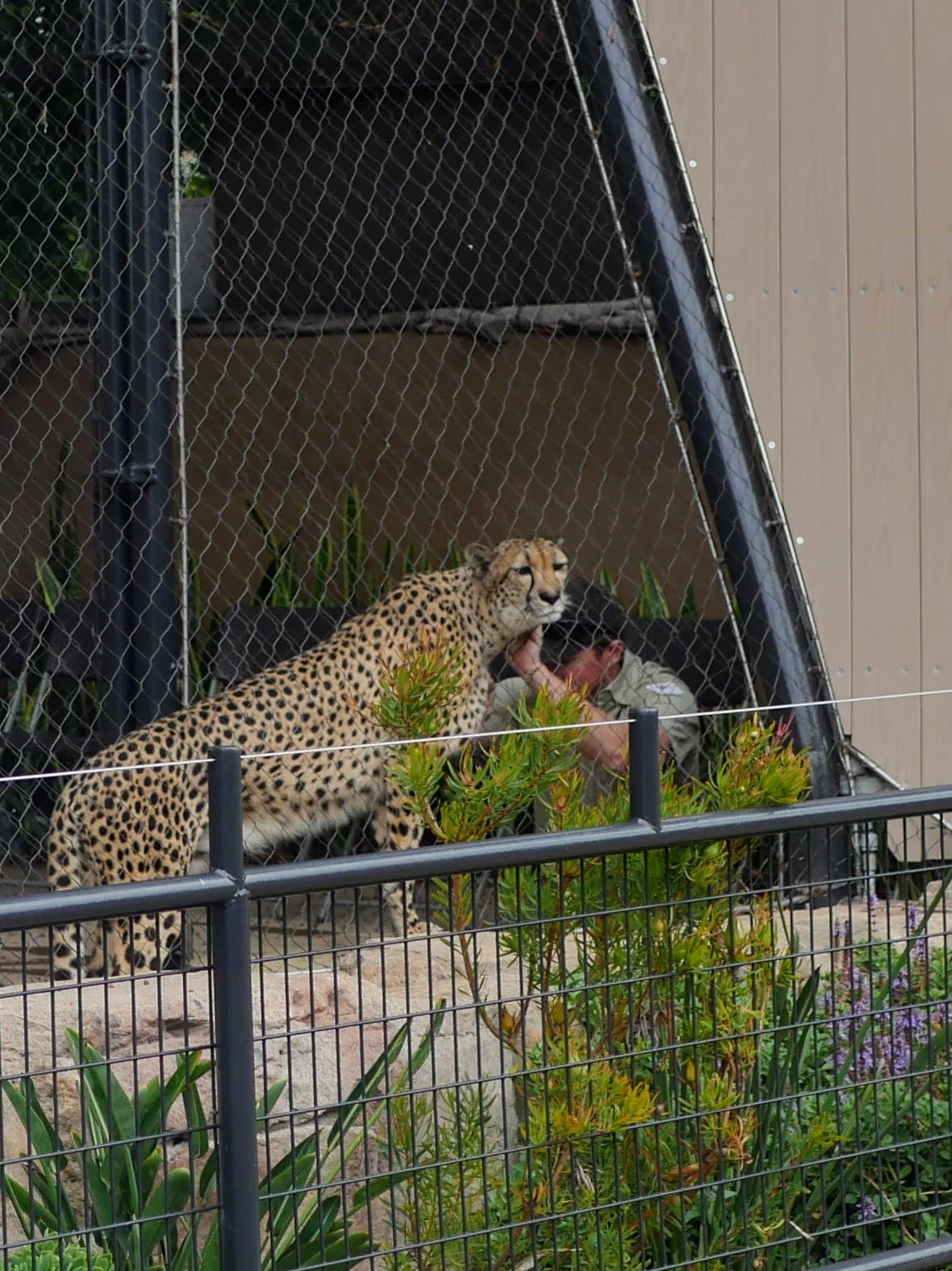 A cheetah interacting with a person in an enclosure at a zoo or sanctuary, surrounded by plants and enclosed by a metal fence.