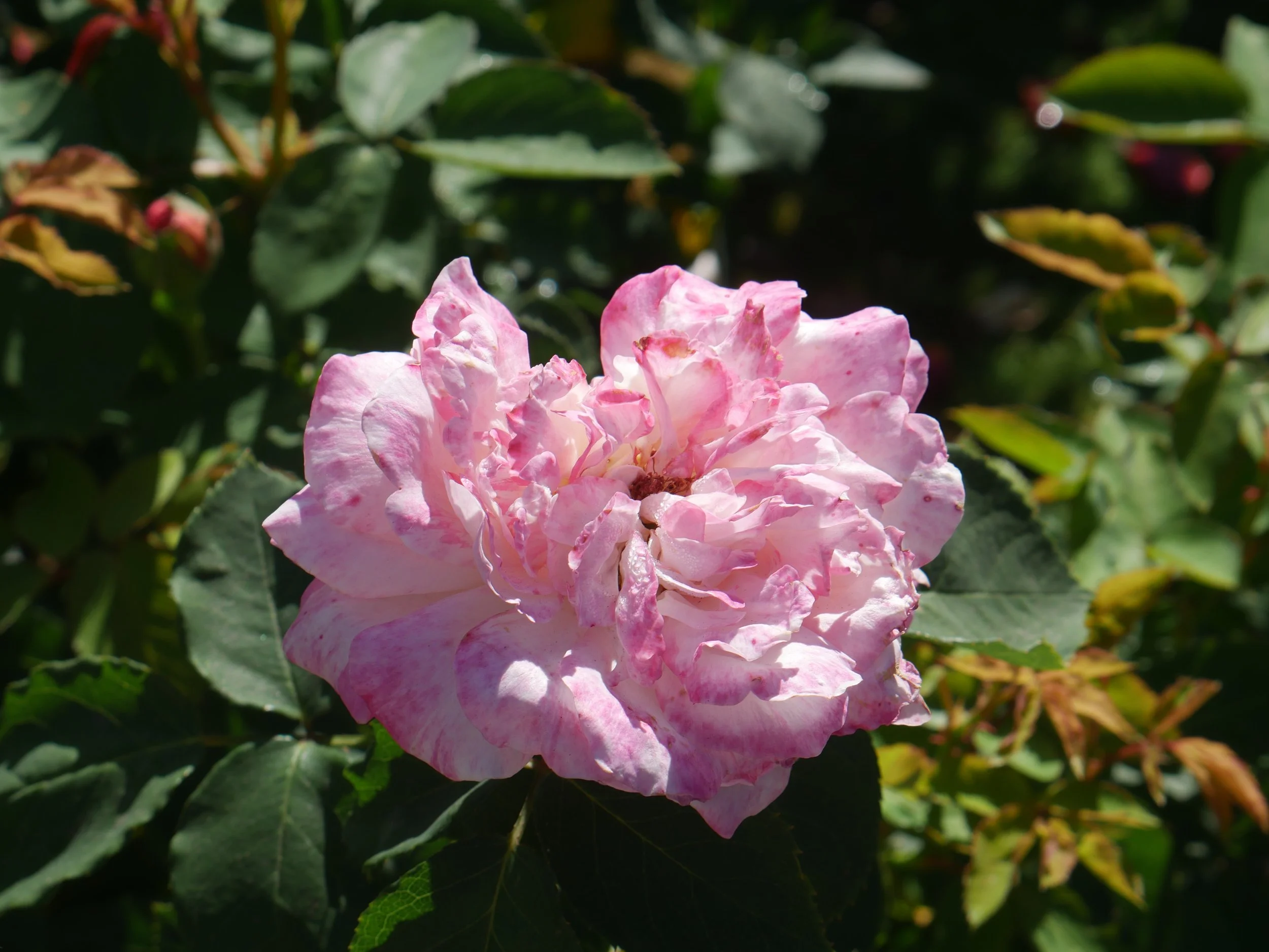 Pink and white ruffled rose flower blooming among green leaves.