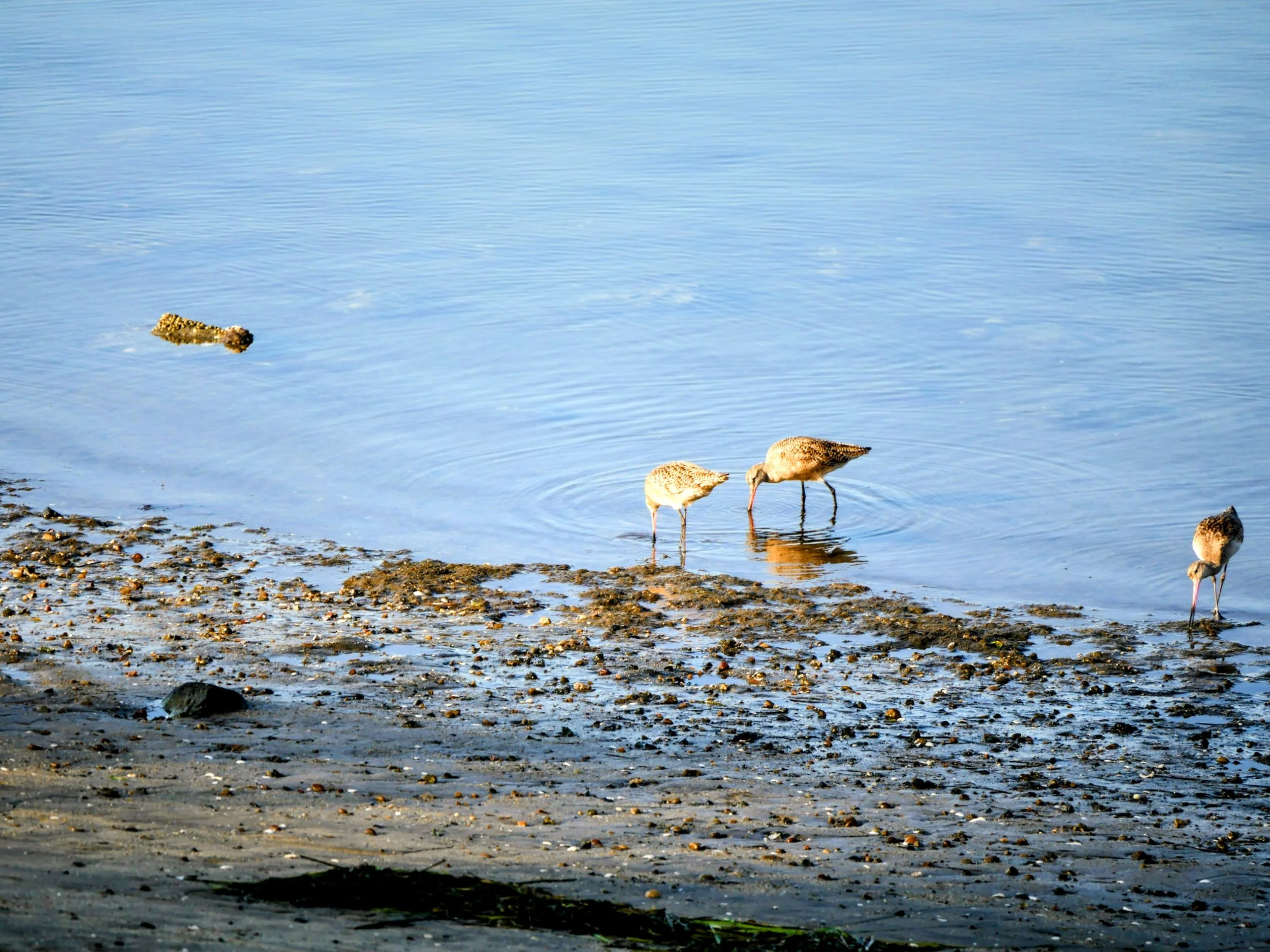 18.04.2026: South Bay &amp; Ocean Front Ecos Tour