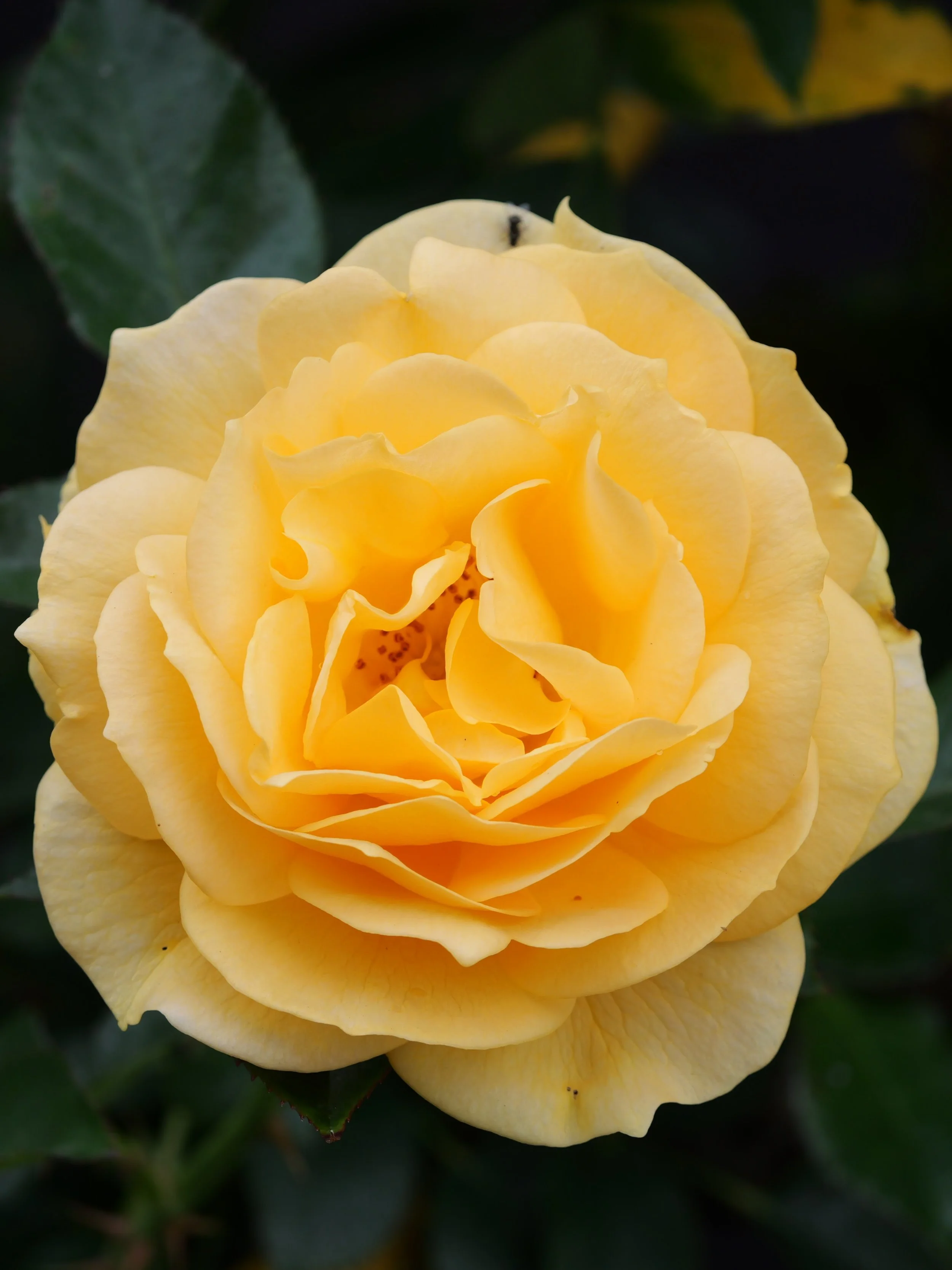 Roses