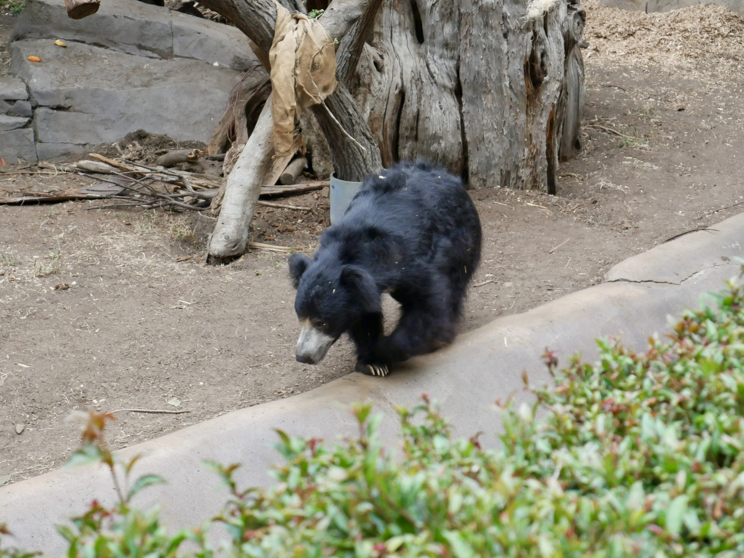 Bears
