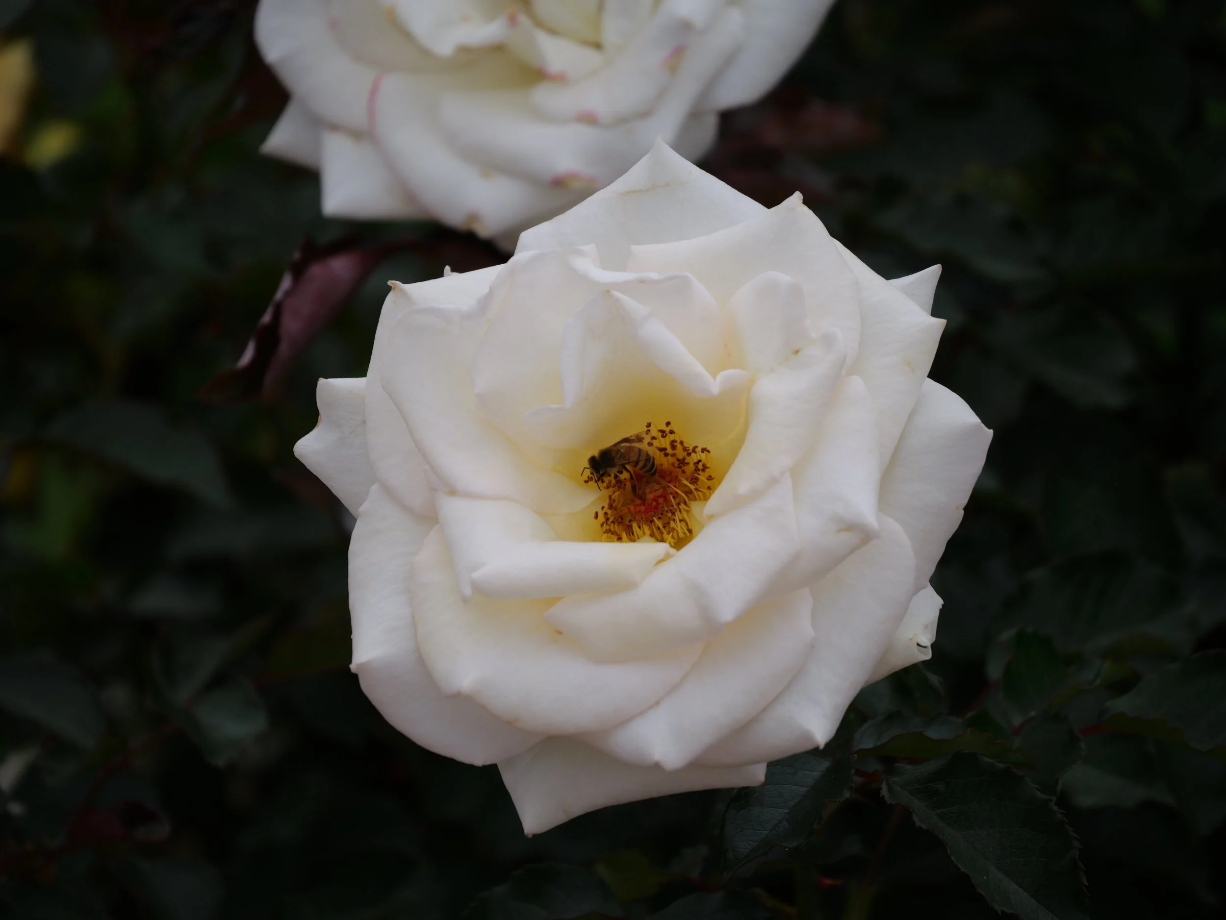Busy Bees