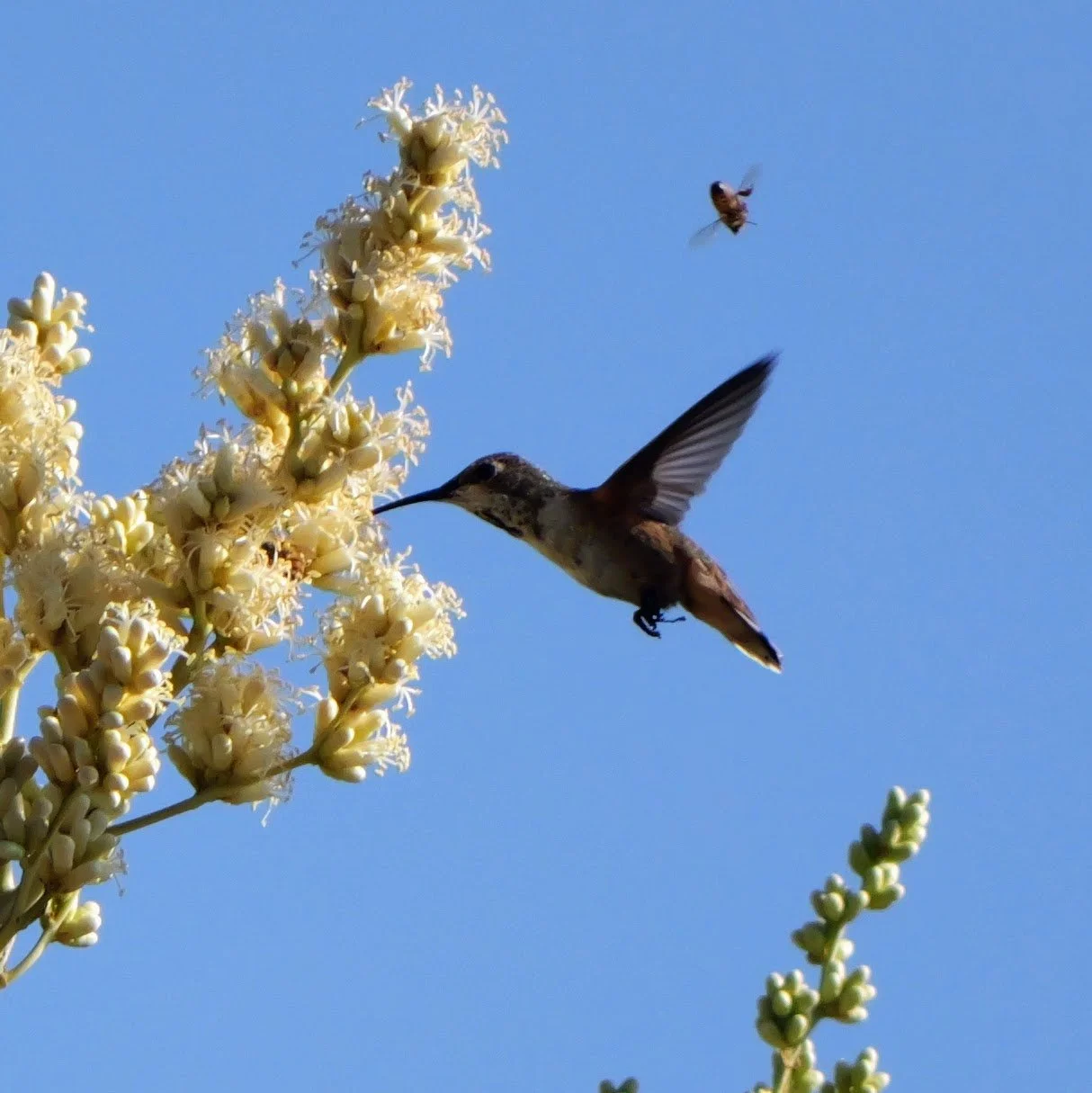 Birds