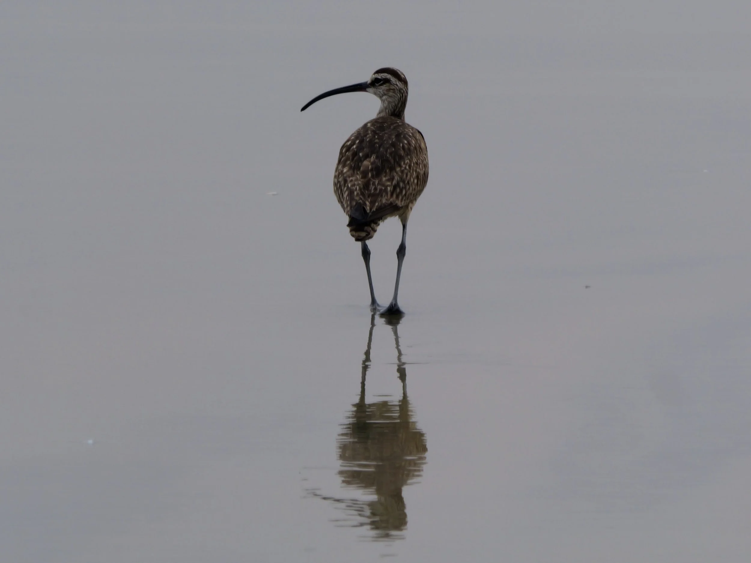 A long-beaked bird, likely a curlew, standing in shallow water with its reflection visible below.