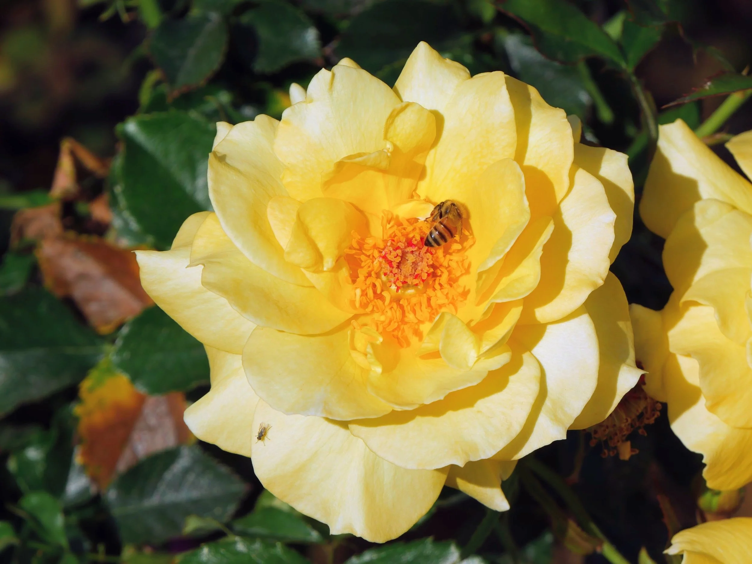Close-up of a yellow rose in full bloom with a bee and a small insect on the petals, surrounded by green leaves.