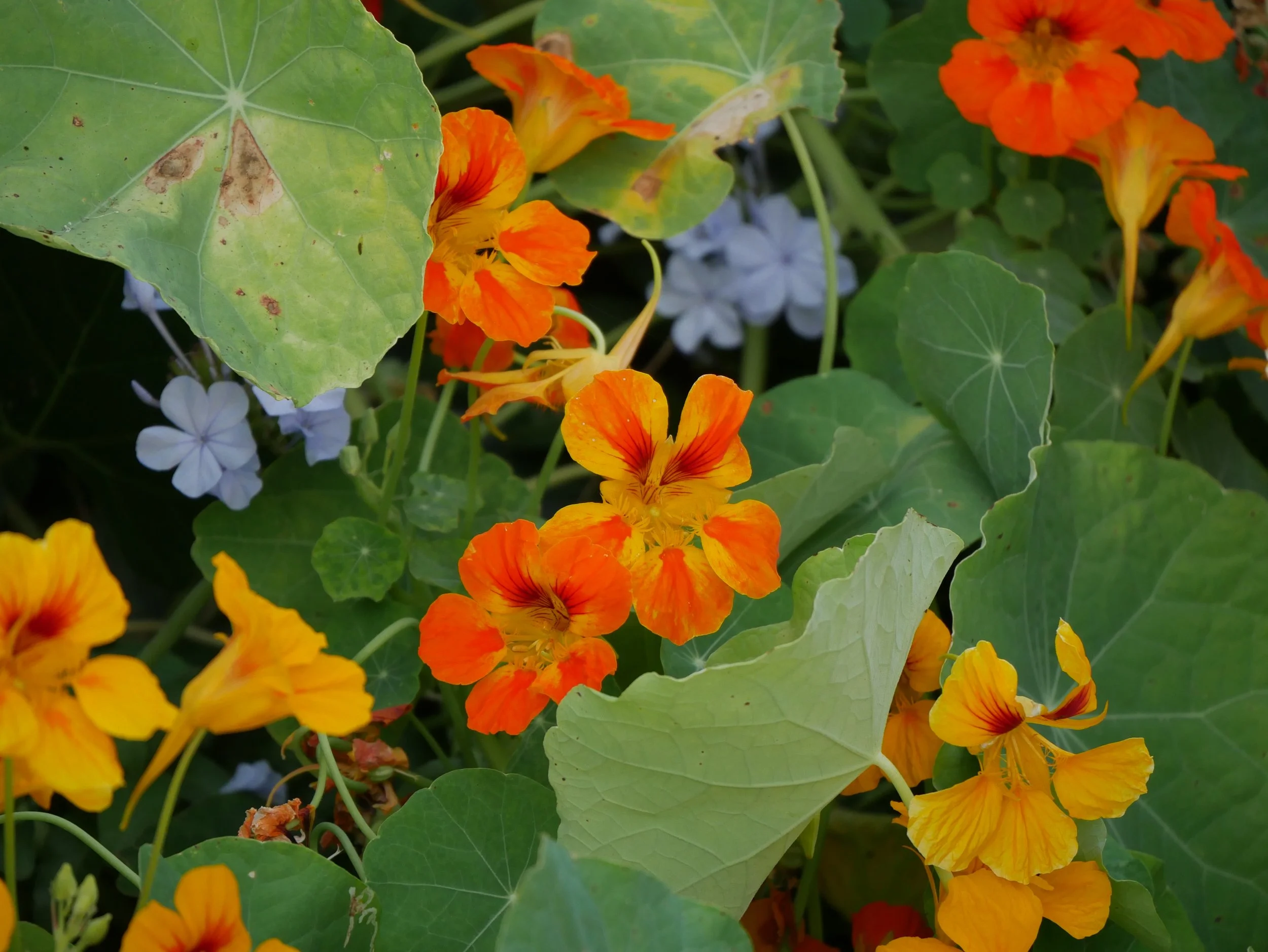 Close-up of orange and yellow flowers with green leaves and purple flowers in the background.