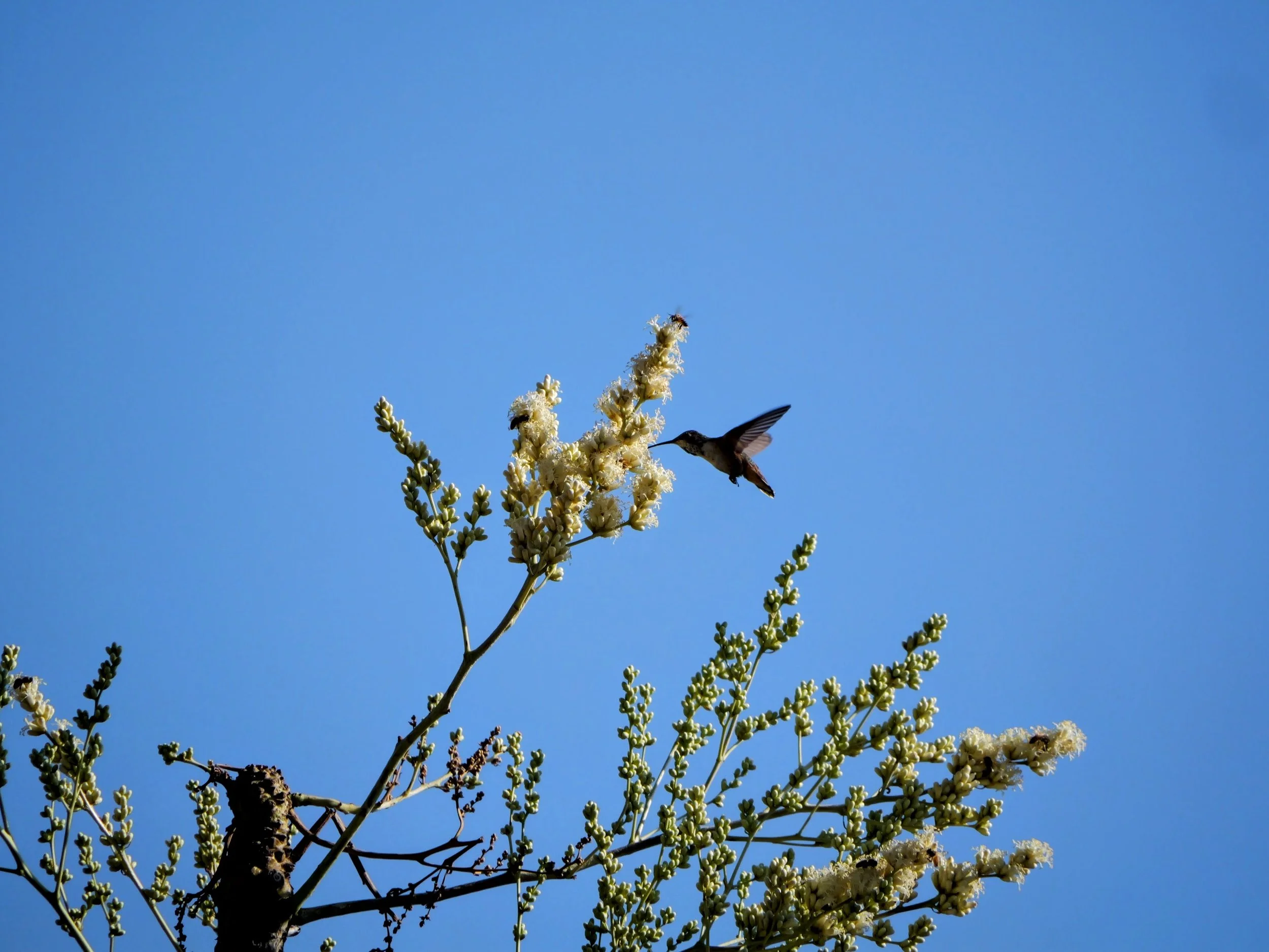 Hummingbird approaching white flowers on a tree branch against a blue sky.
