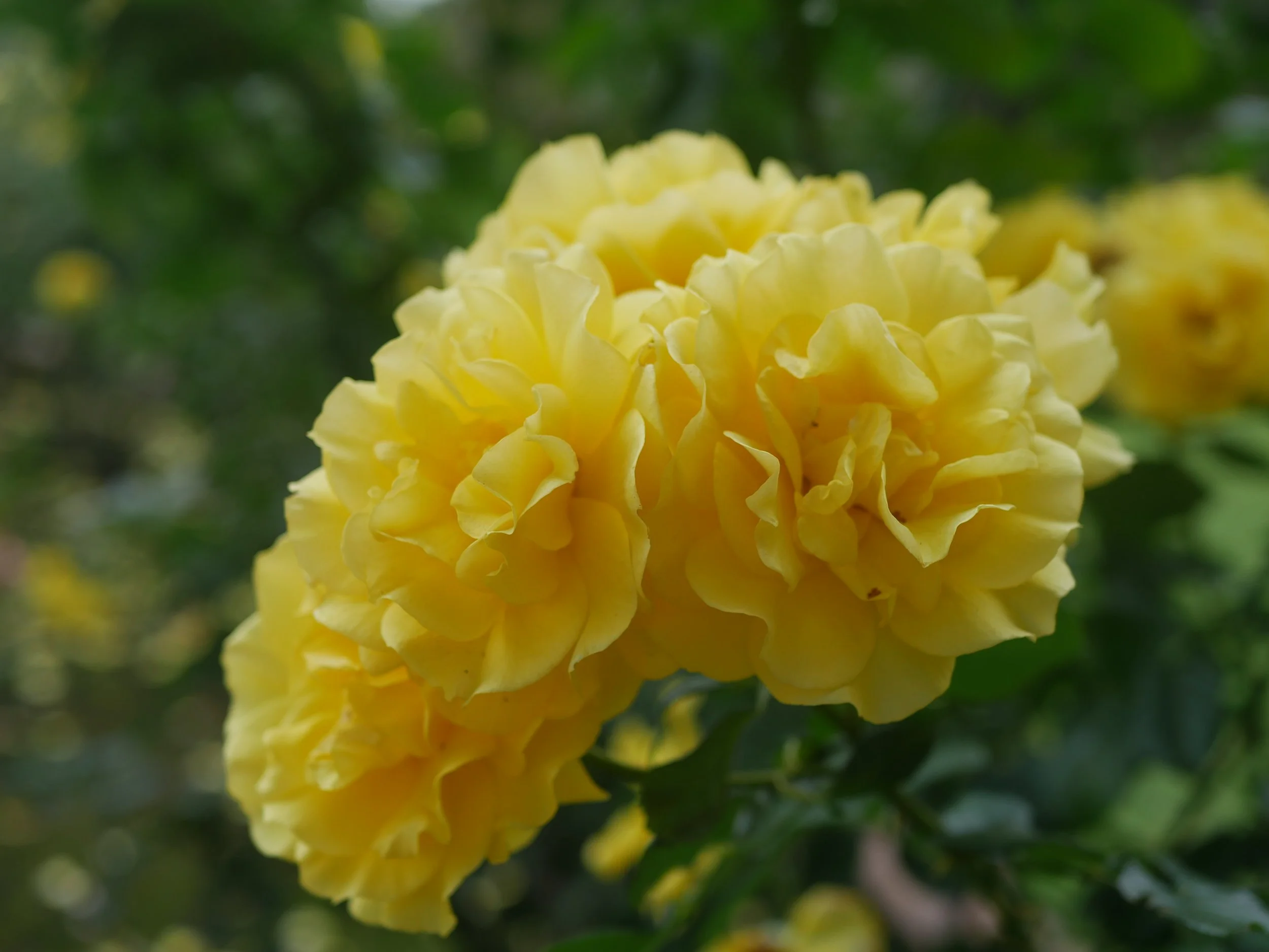 Close-up of a yellow flower with ruffled petals against a green blurred background.