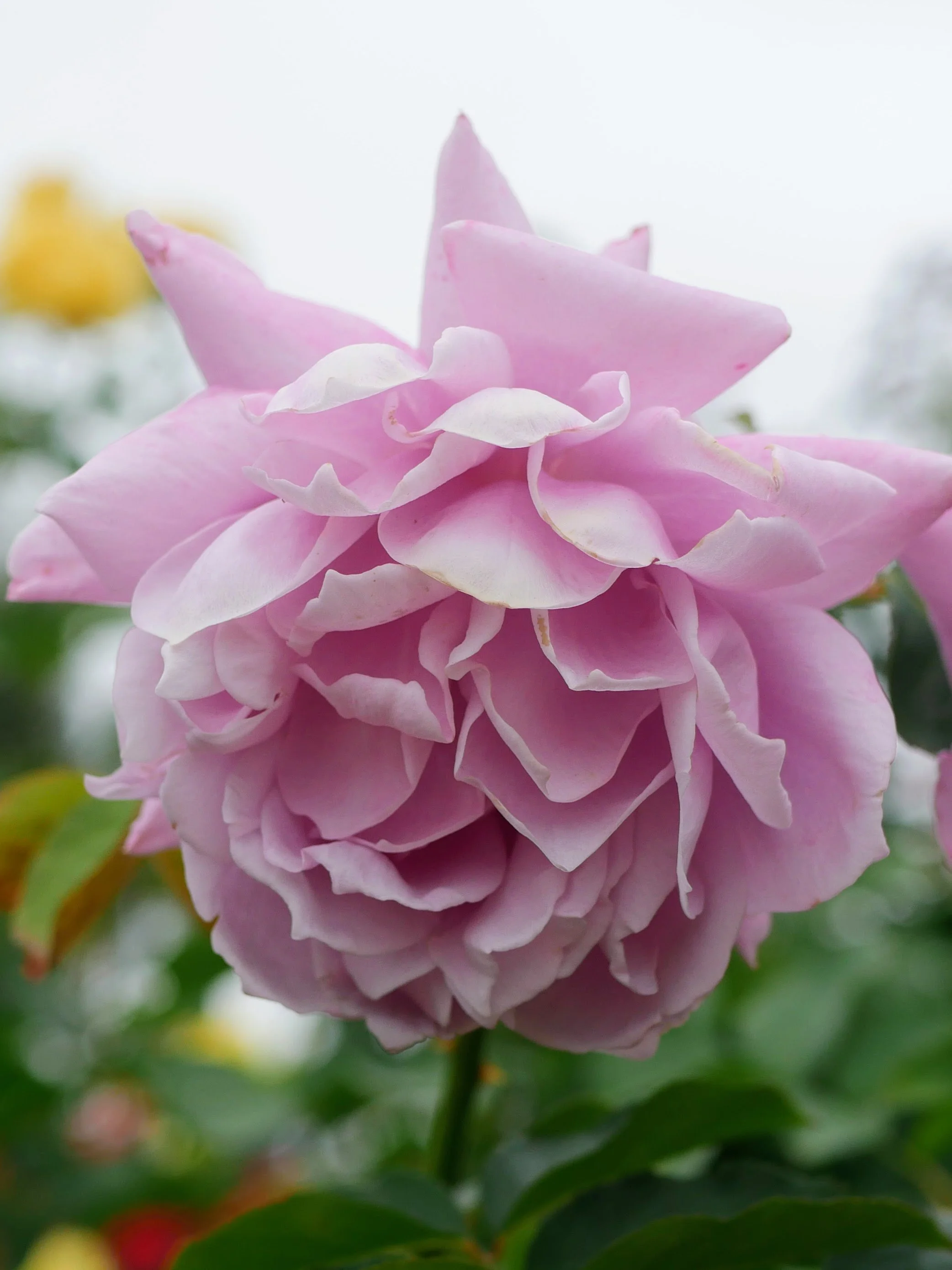 Close-up view of a pink rhododendron flower with layered petals and green leaves in the background.
