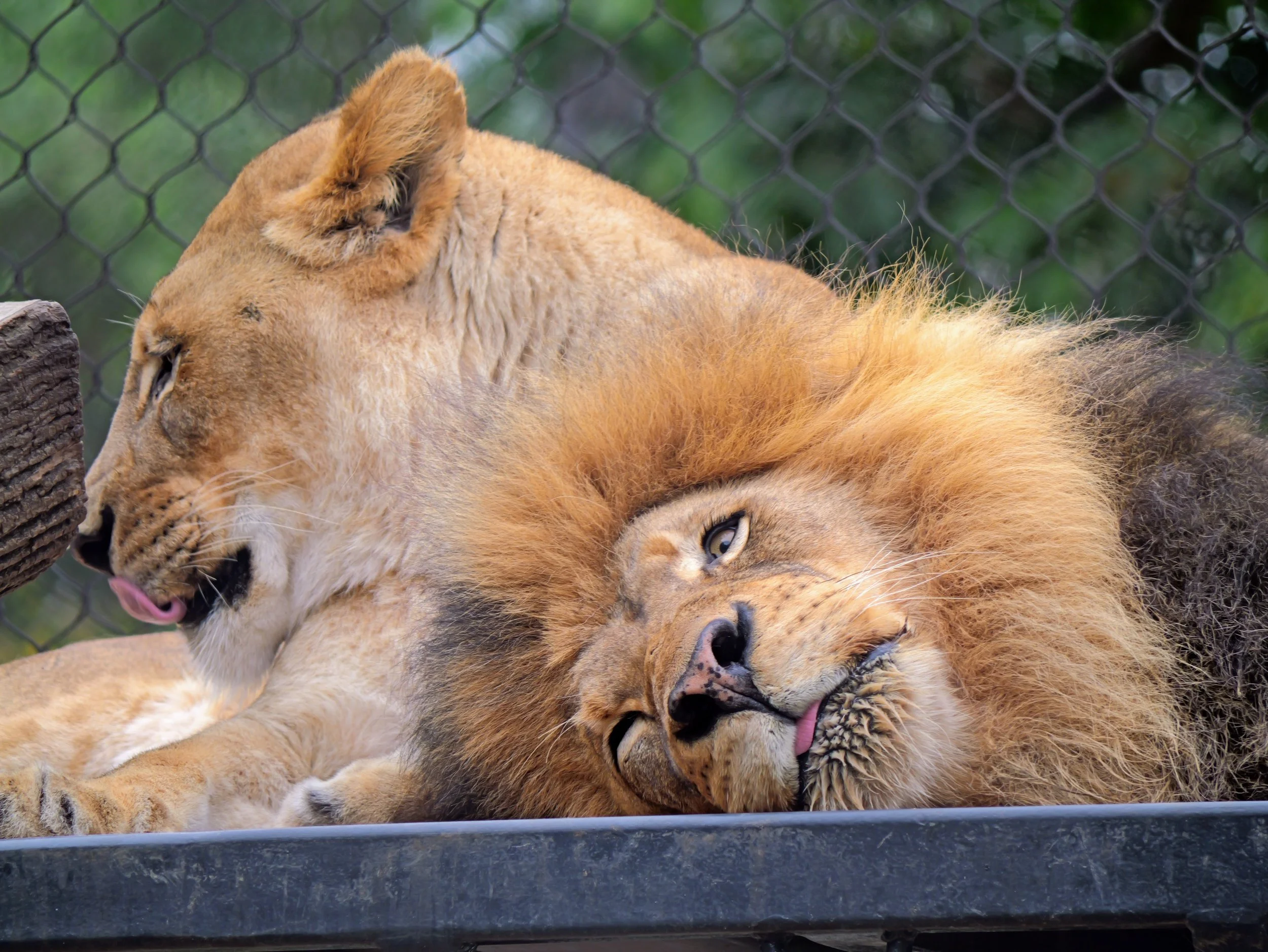 Two lions, one with eyes closed and the other with eyes open, cuddling and resting together behind a fence.