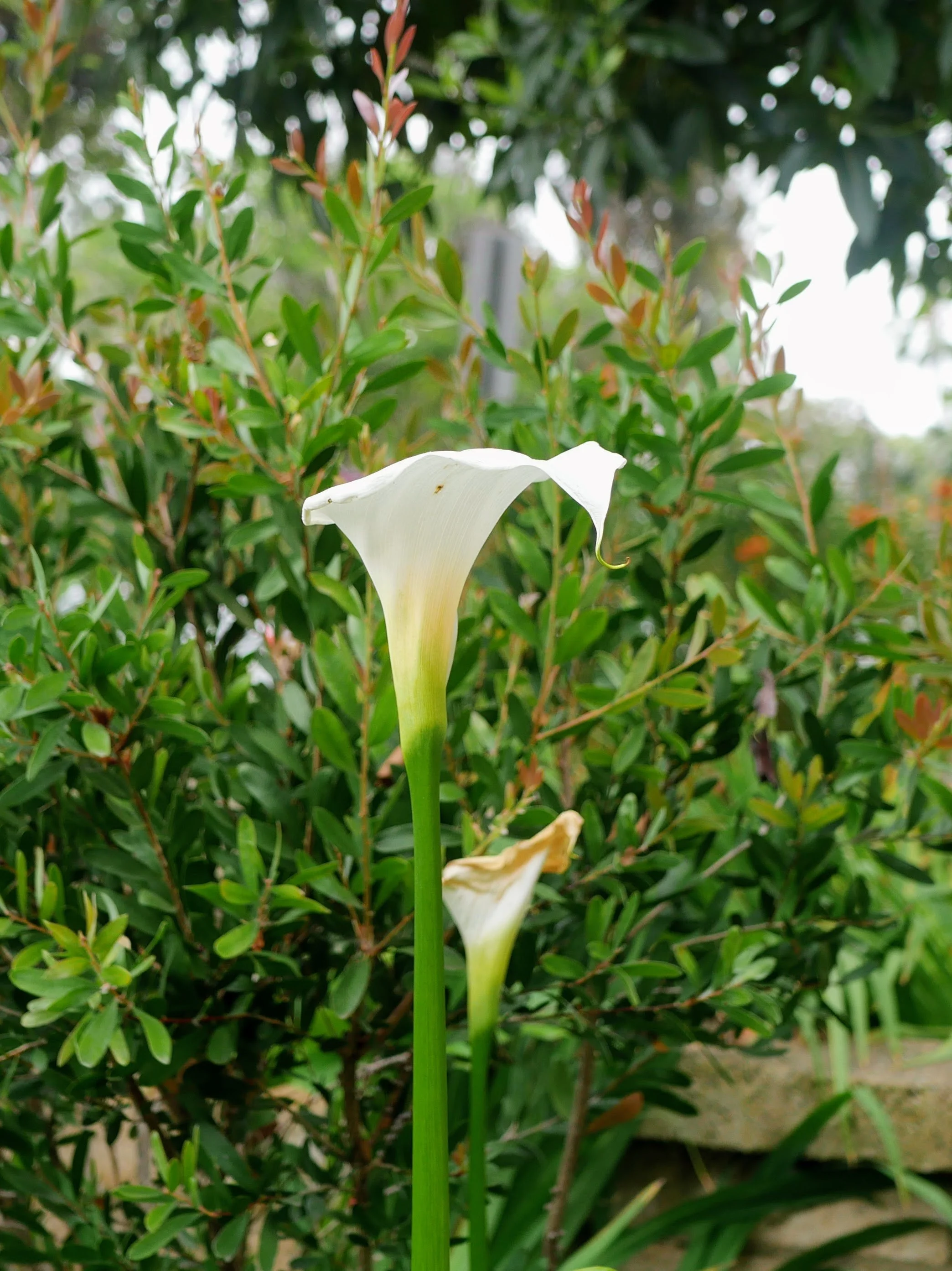 A white calla lily flower with a green stem in front of green leafy bushes and trees.