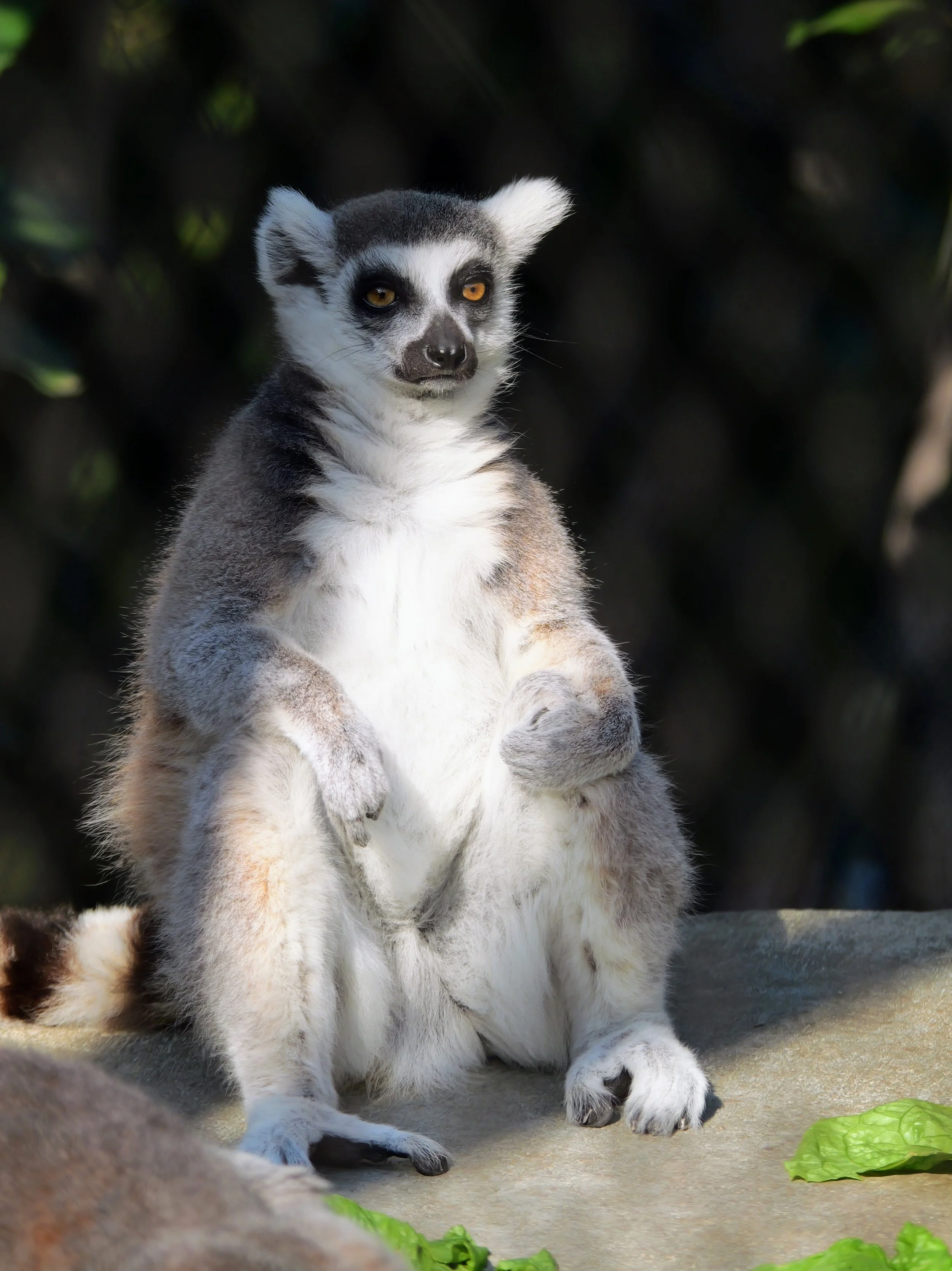 A Lemur sitting on the ground with green leaves in the foreground and blurred dark foliage in the background.